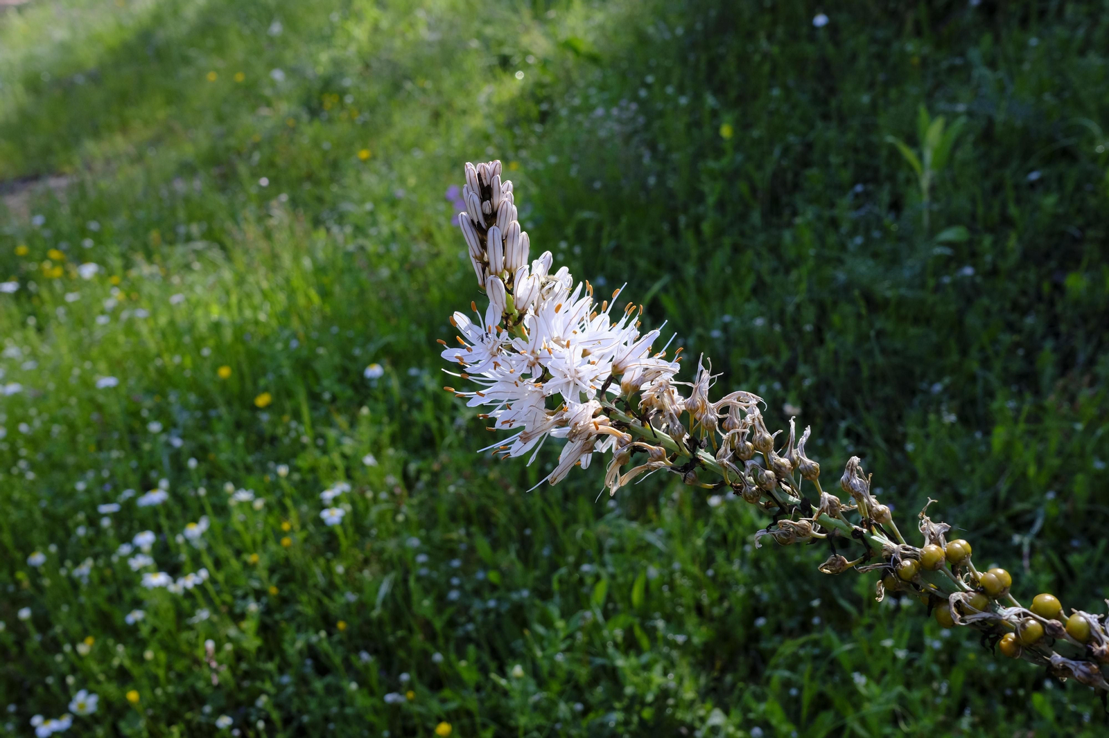 Brote de la la primavera, en fotos