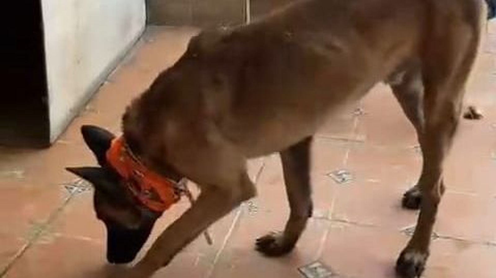 Uno de los perros trasladados al municipio granadino.