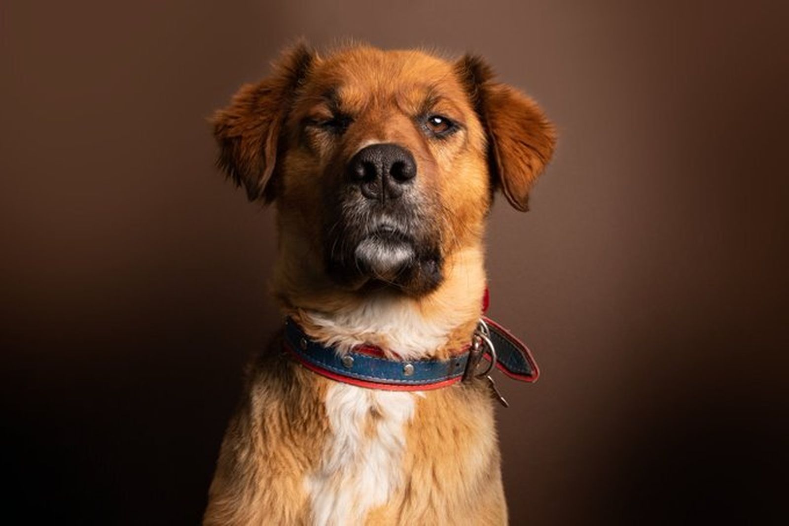 'Brownie', el perro de Gabriel Boric