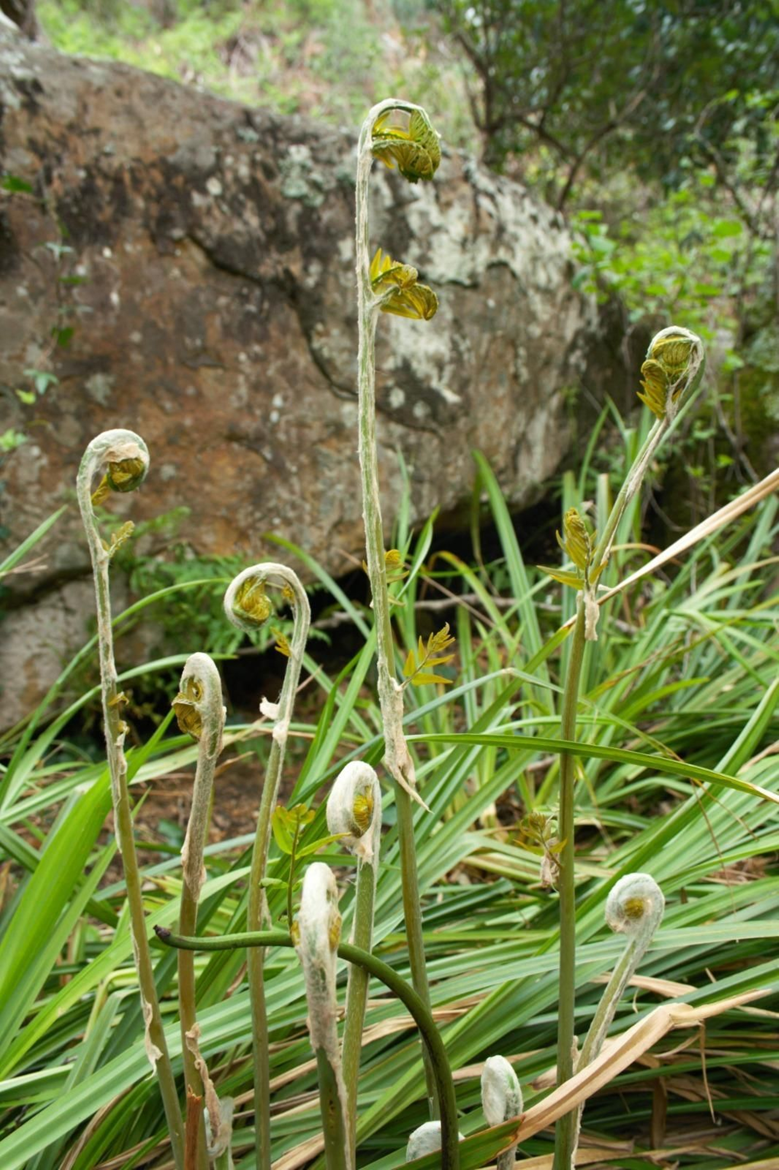 Fotos de la flora y fauna del Parque Natural de Los Alcornocales