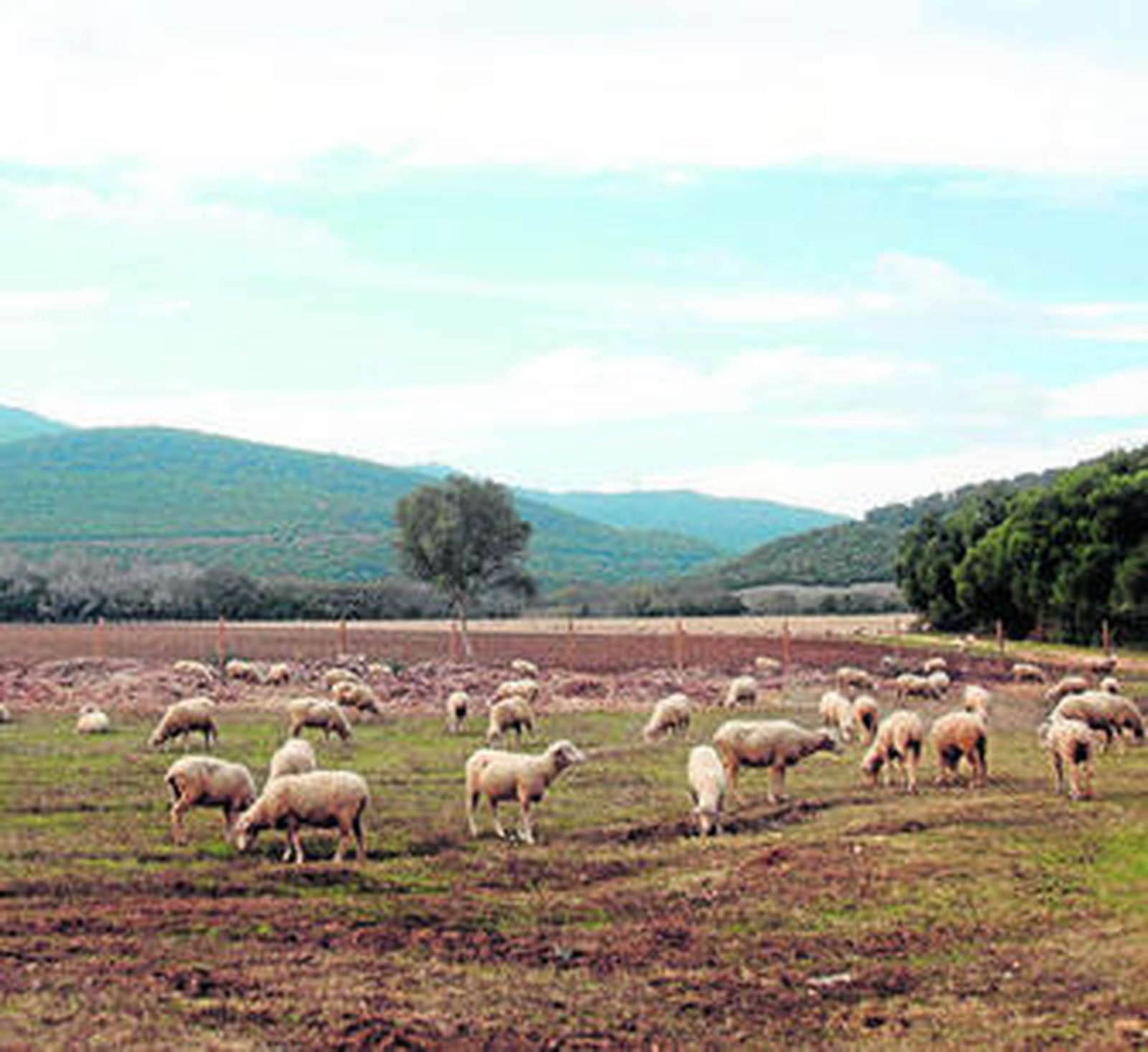 Un rebaño de ovejas en la finca La Almoraima, ayer.