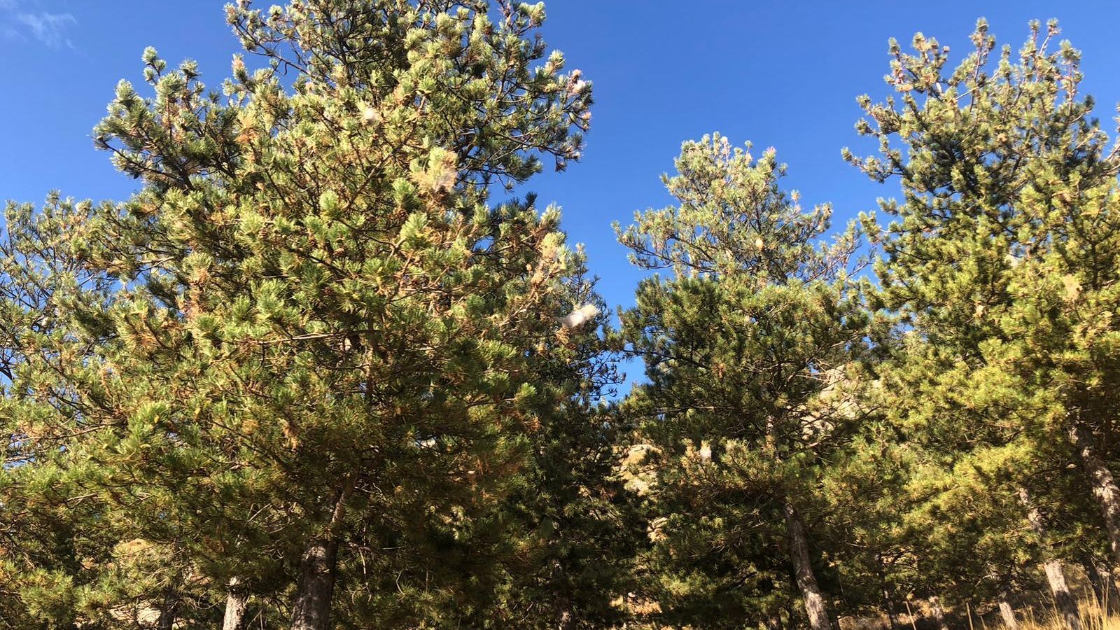 Ejemplares infestados.