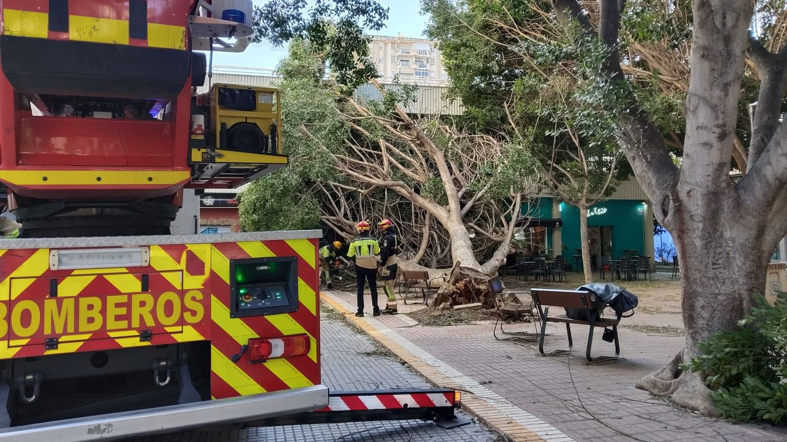 Árbol caído en plena Avenida de Andalucía en Málaga