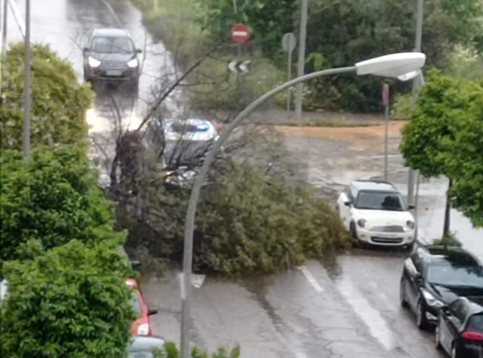 Un árbol caído en la zona del Hipercor.