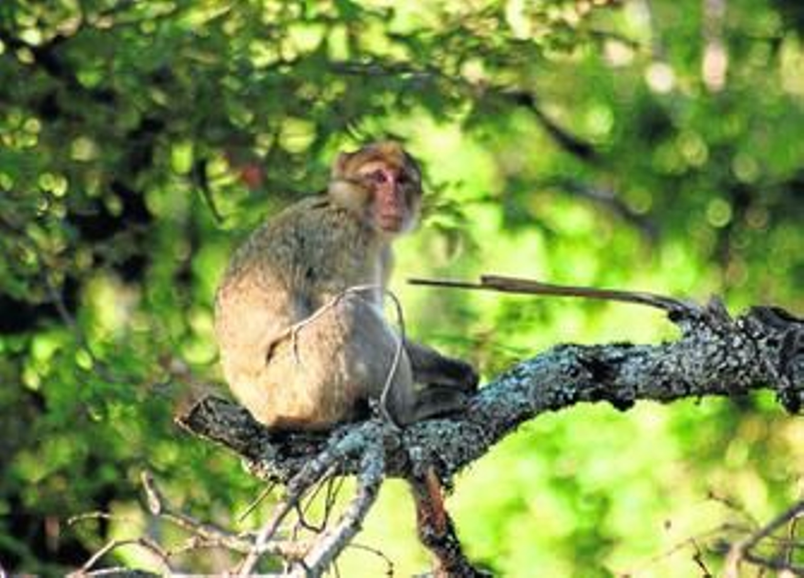 Fotografía de un macaco de Berbería.