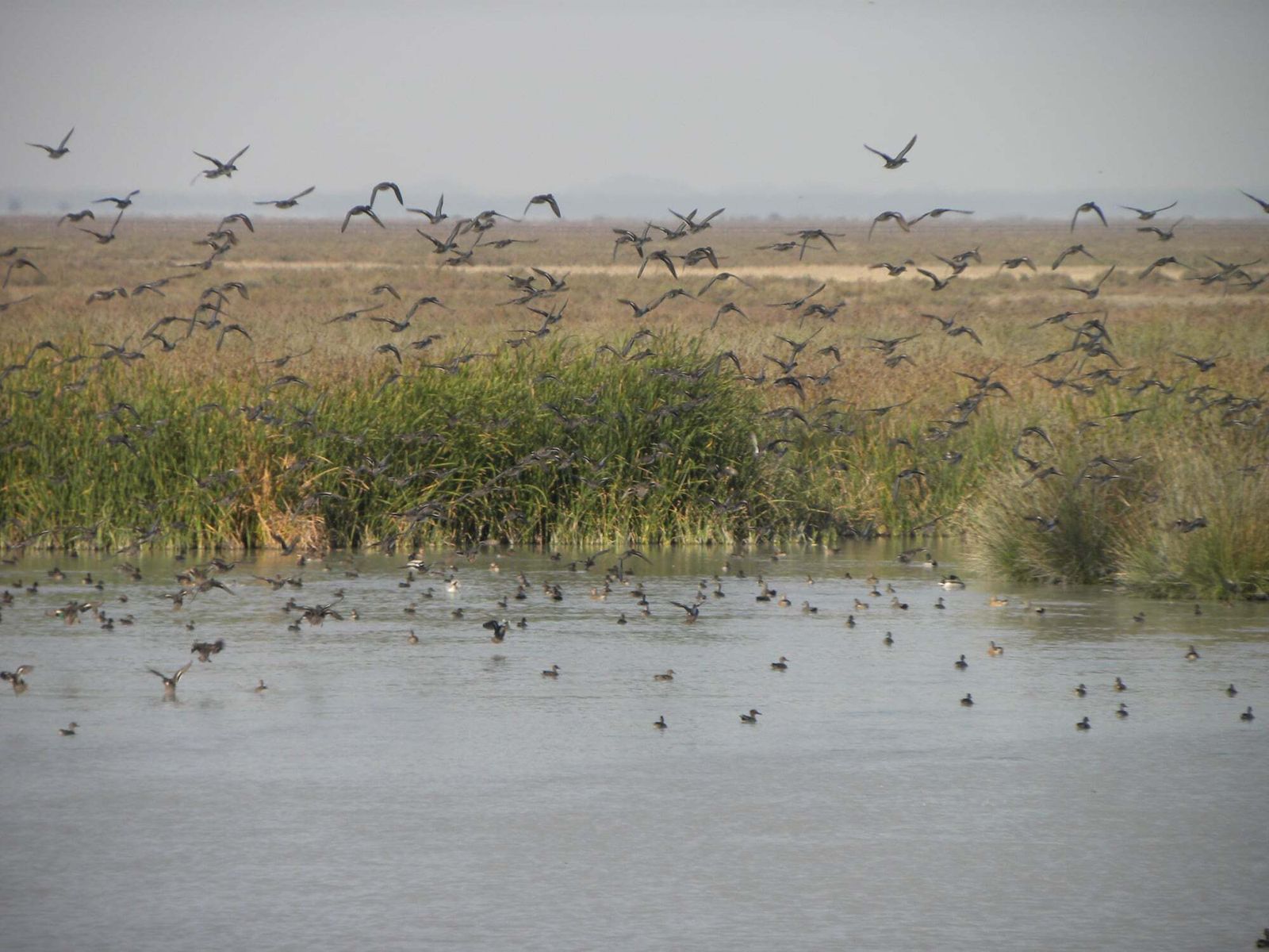 Imagen de una de las marismas de Doñana
