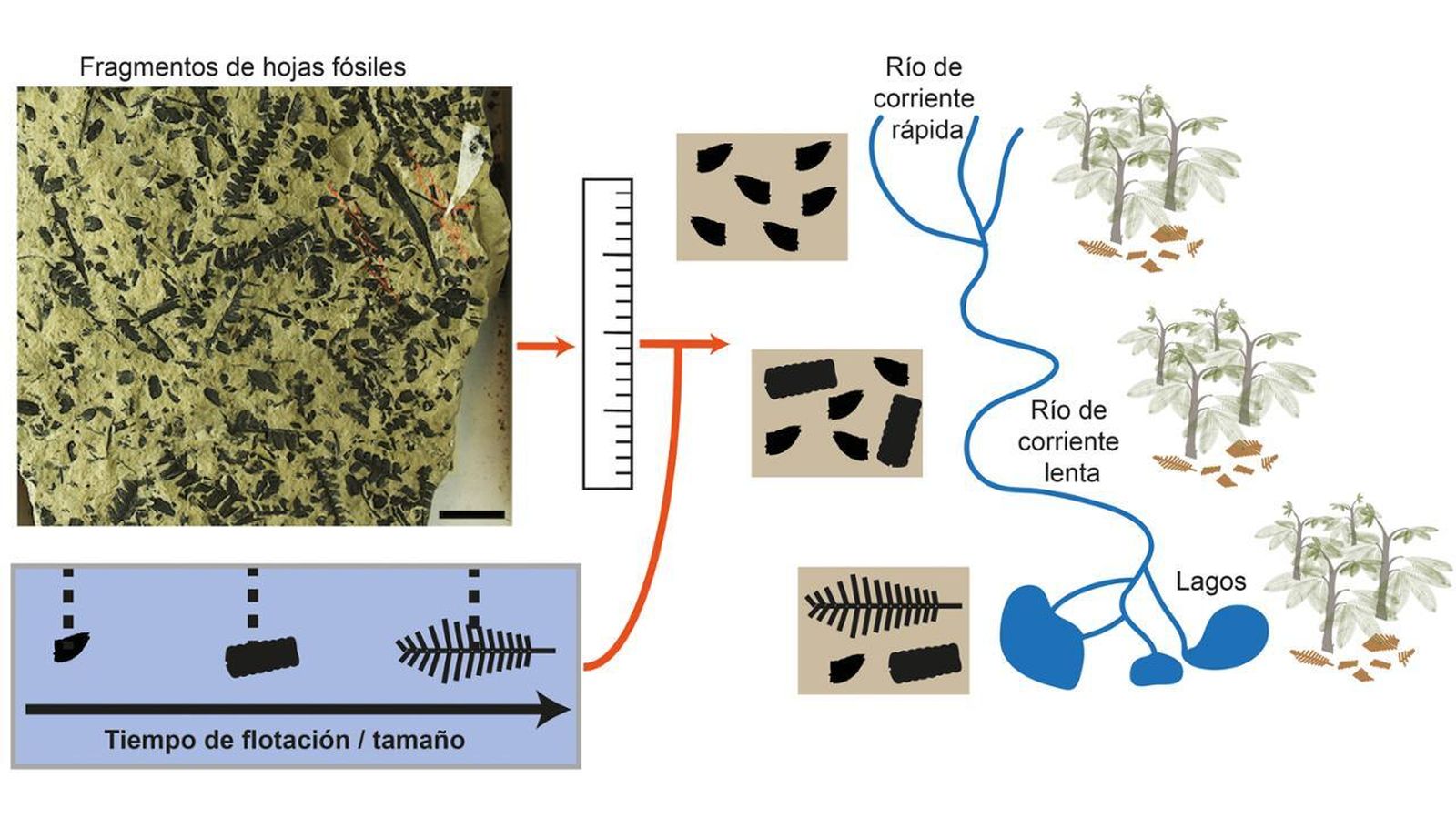 Un equipo de paleontólogos de la UAM avanzan en la reconstrucción de los paisajes del pasado