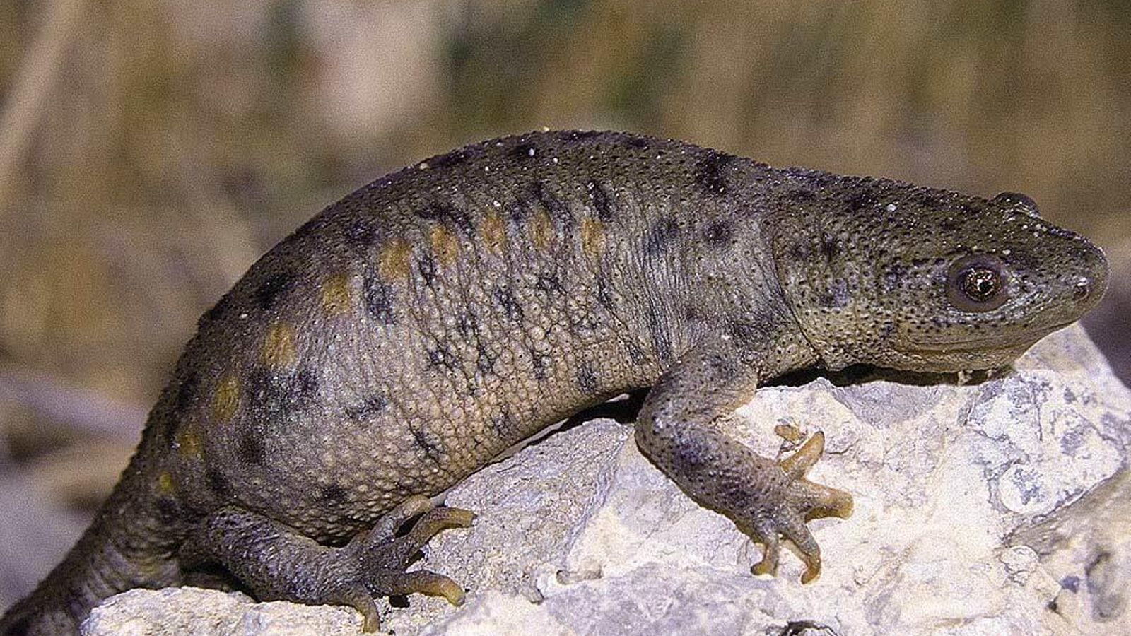 Un ejemplar de gallipato, en la Laguna o Charca de La Gallega.