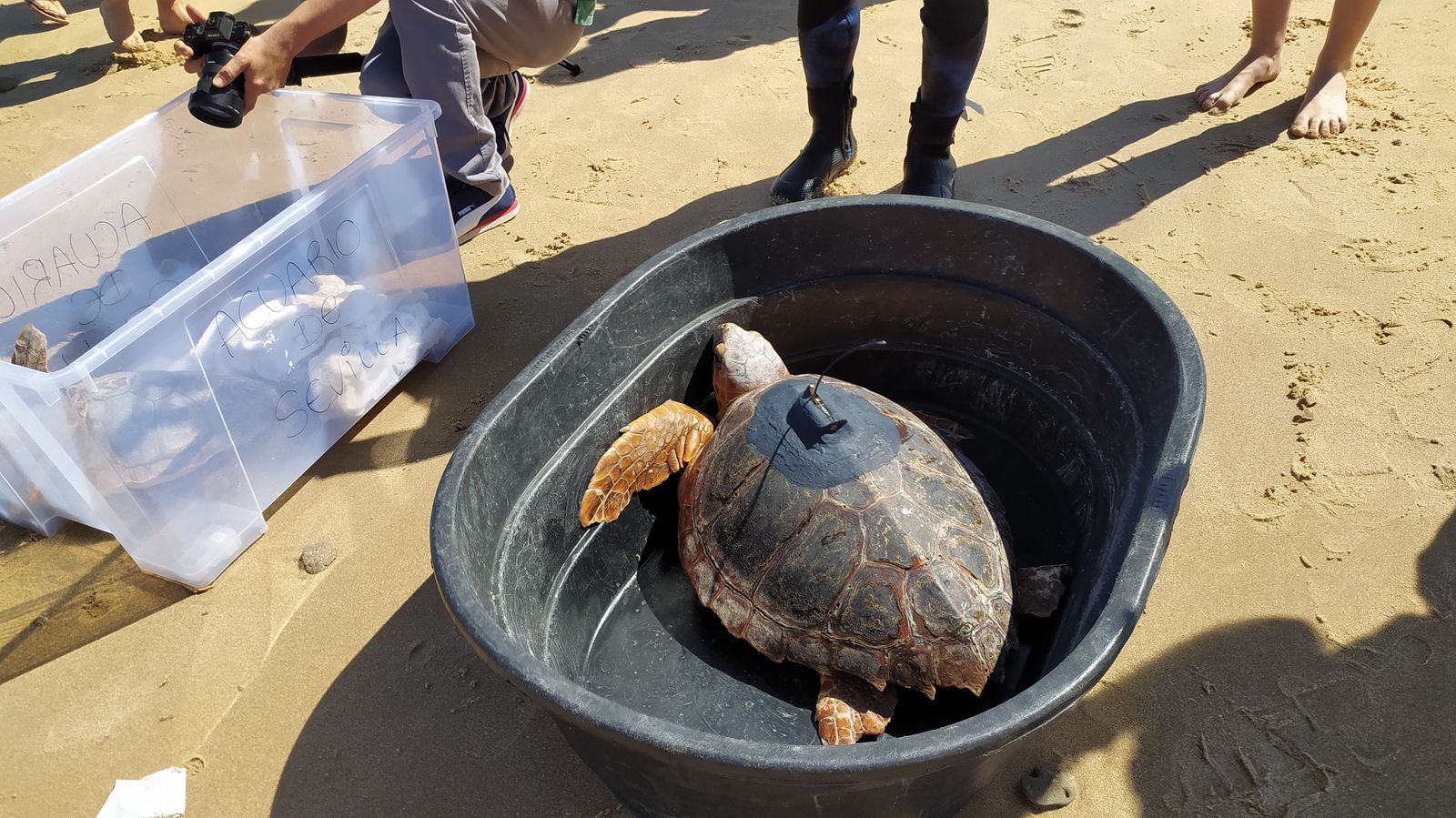 Suelta de tortugas marinas en la playa de Camposoto