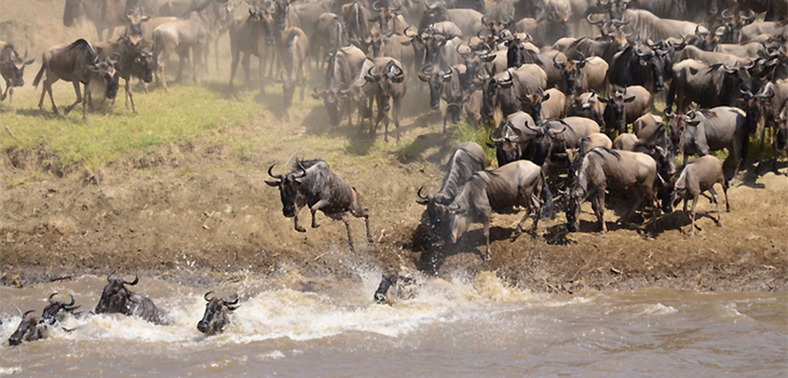 Los ñus lanzándose al río