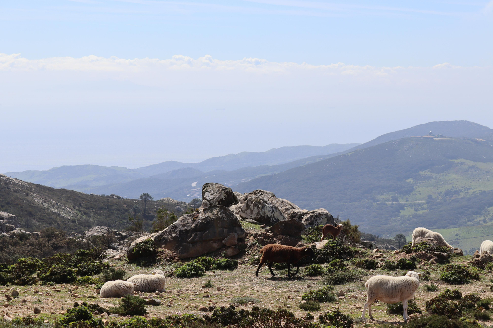 Fotos de la flora y fauna del Parque Natural de Los Alcornocales