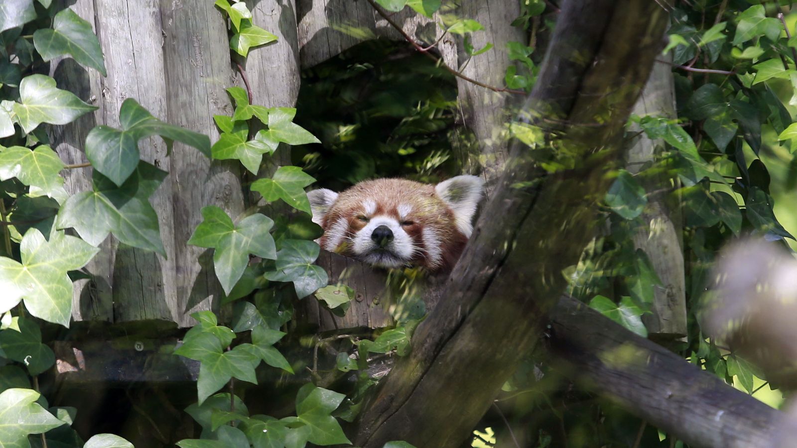 Reapertura del Zoo de Jerez