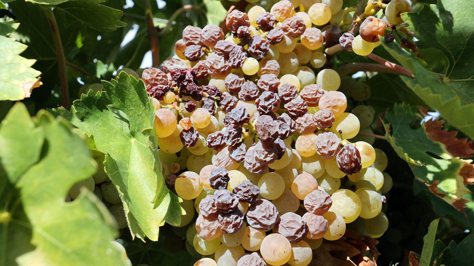 Vinos ecológicos con uva Pedro Ximénez