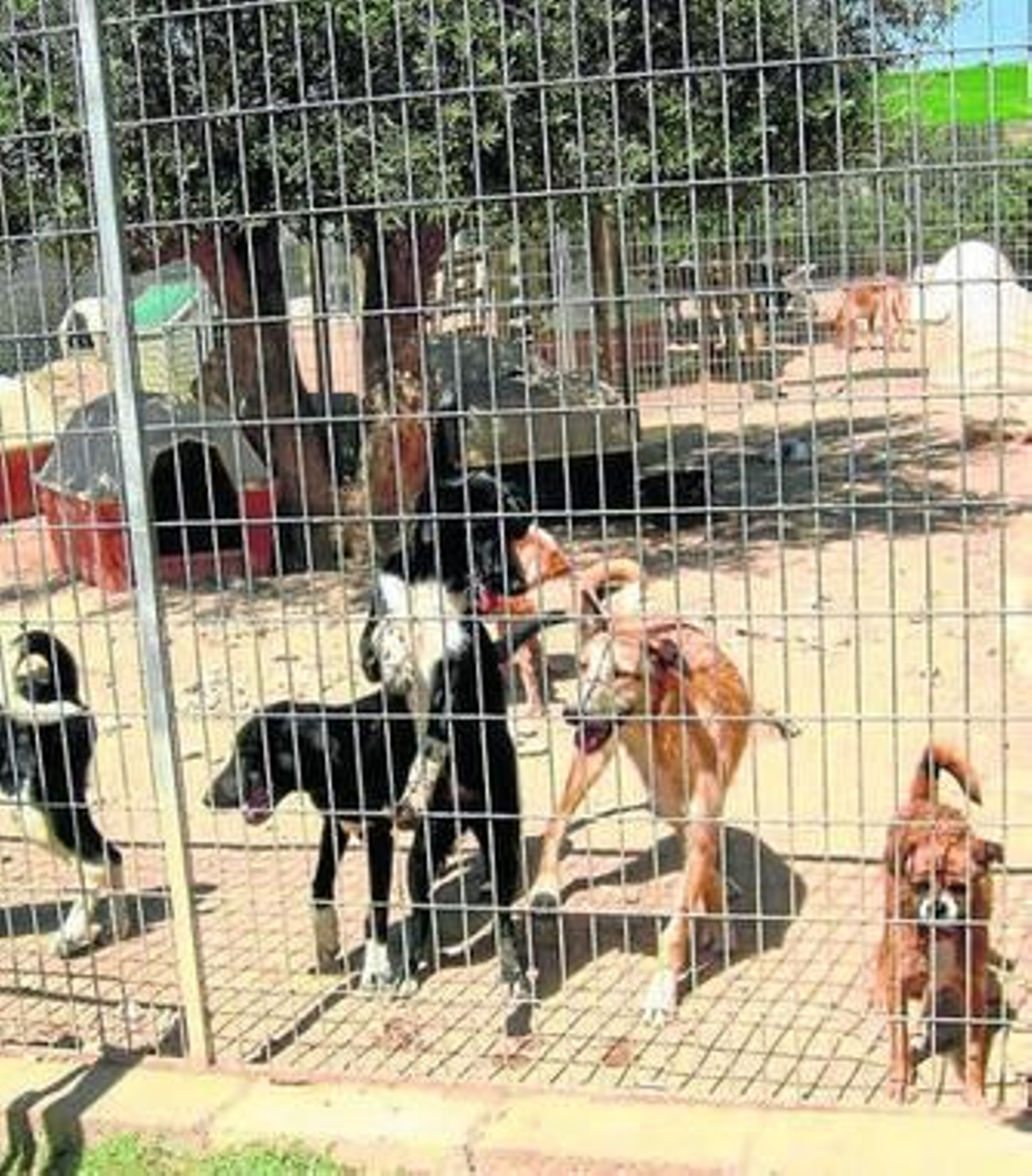 Todo irá destinado a los animales de Patas.