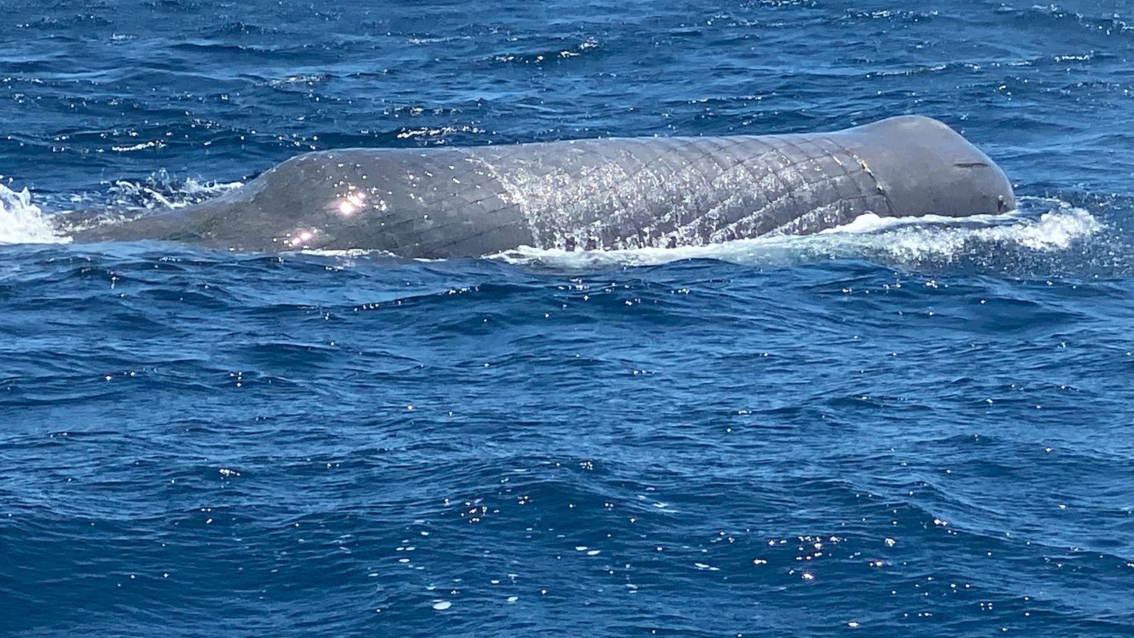 El ejemplar, desde la superficie marina.