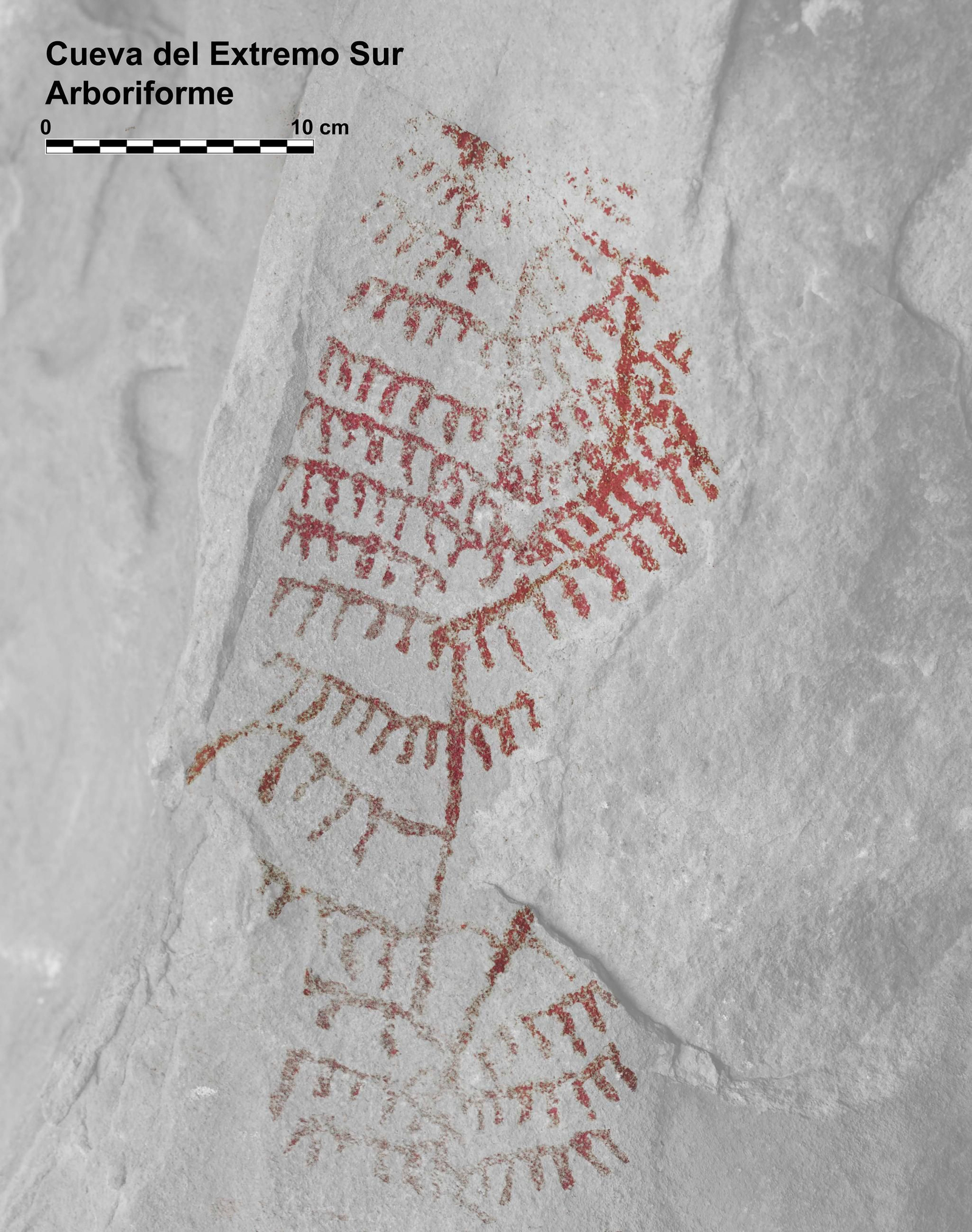 Calco del Arboriforme de la Cueva del Extremo Sur.