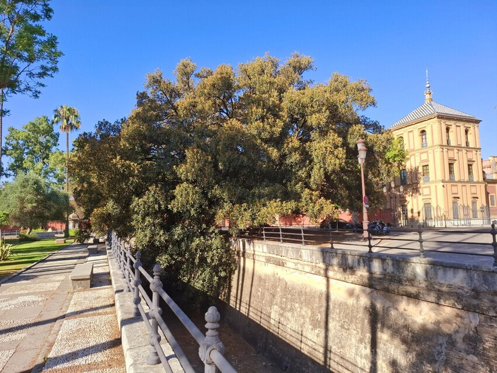 El ficus del foso y su padrinazgo