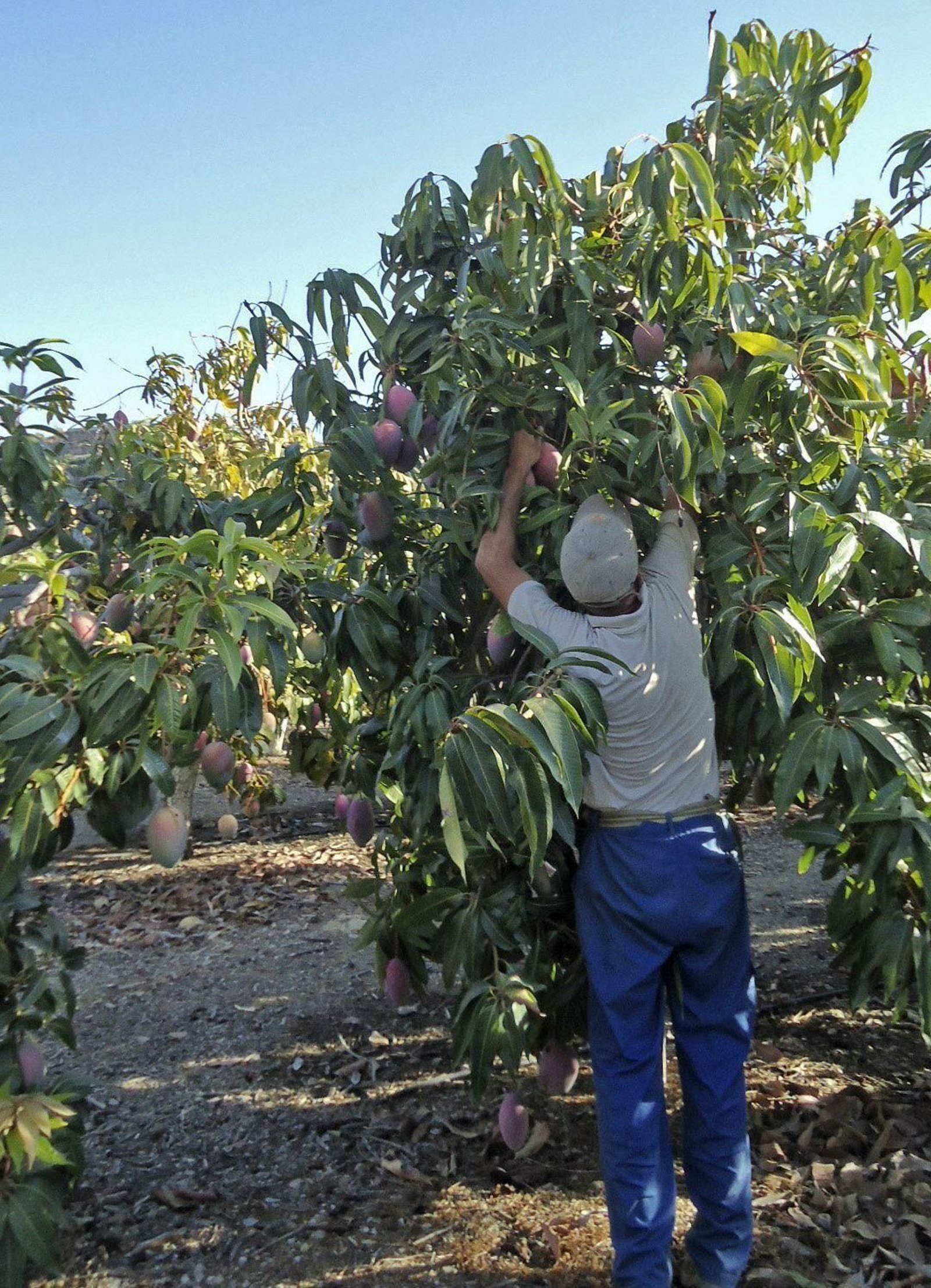 Imagen de archivo de un agricultor recogiendo mango en Vélez-Málaga.