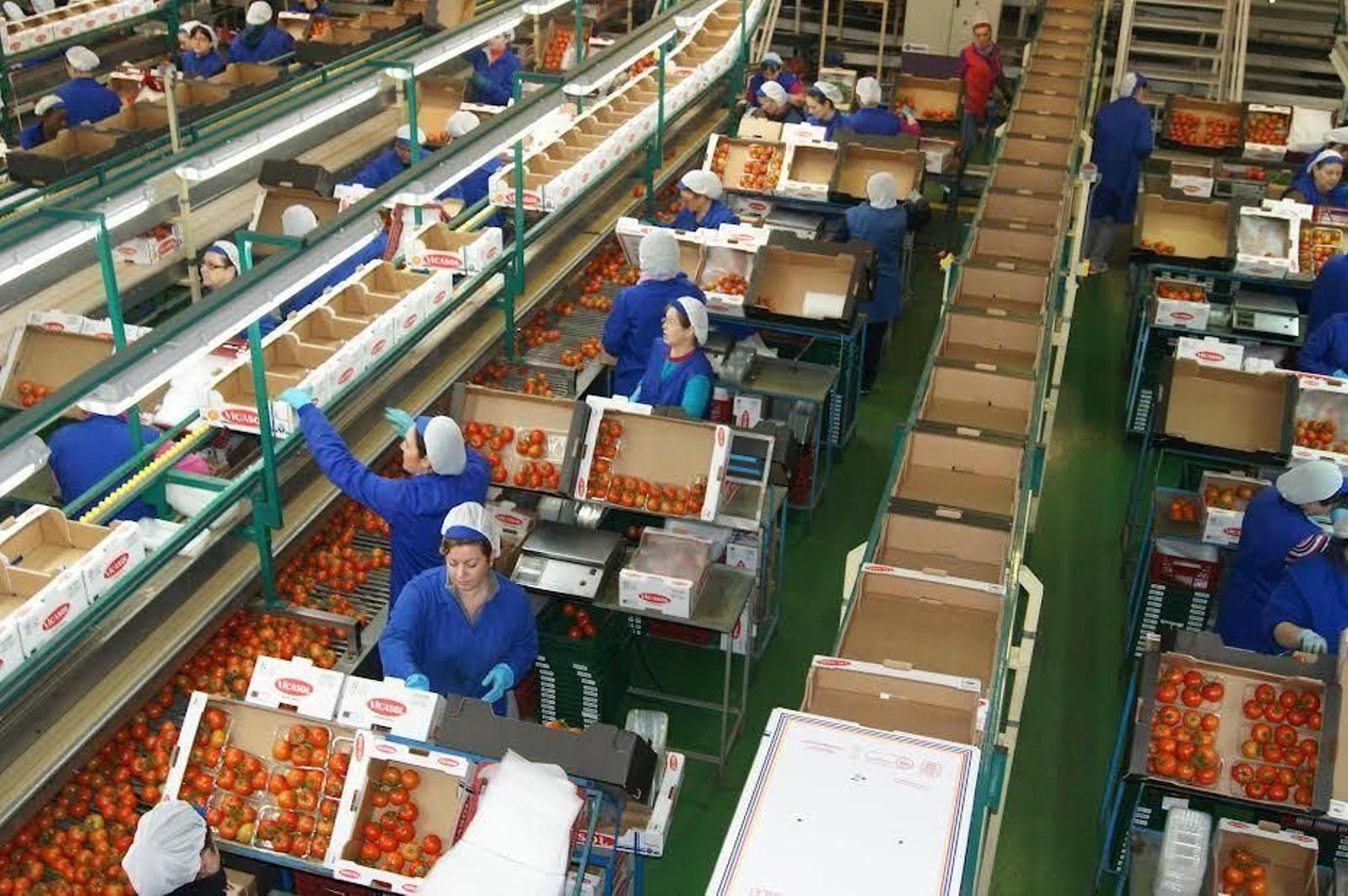 Las empresas de la rama de actividad agricultura, ganadería, silvicultura y pesca suponen más del 30% en la provincia almeriense.