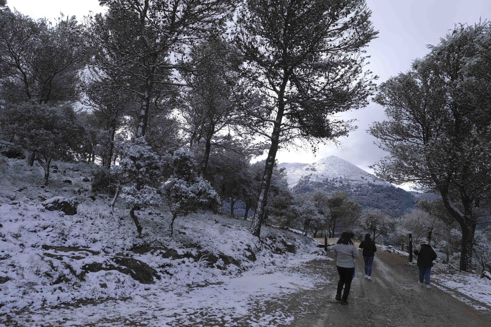 Nevada en la Serranía de Ronda, en fotos.