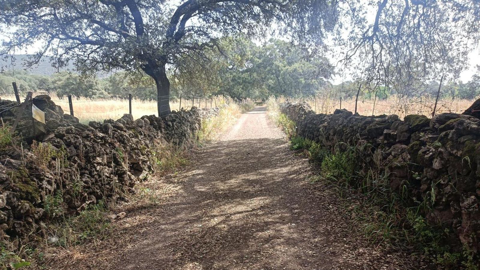 El bonito camino que conduce a Cañaveral de León.
