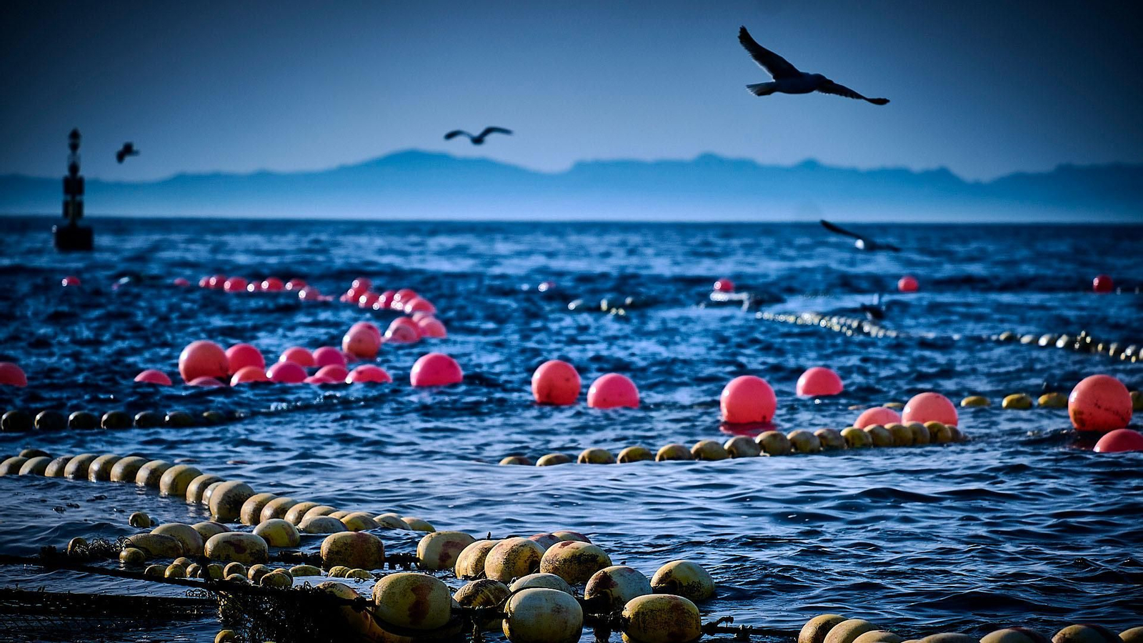 El laberinto de boyas y cabos visto desde la superficie.