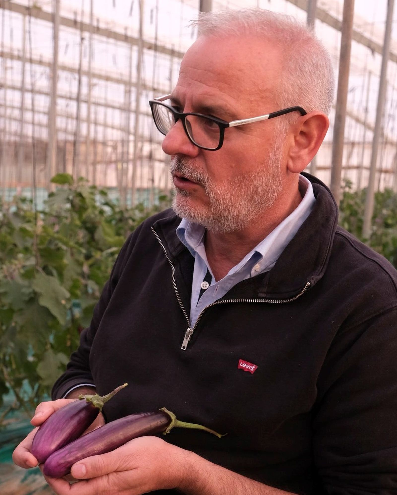 Francisco Bermúdez, CEO de Beyond Seeds, con ejemplares de las berenjenas estudiadas.