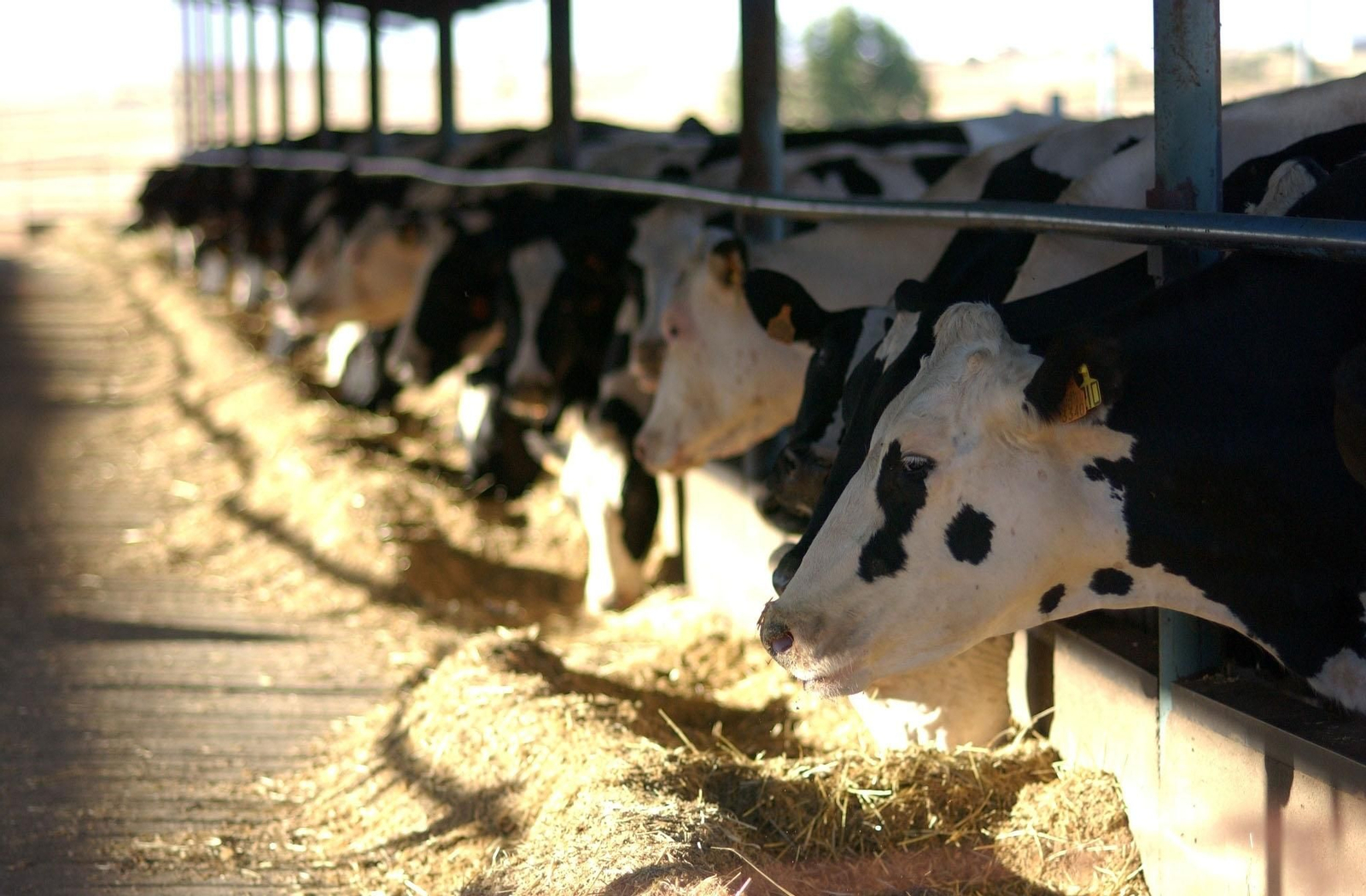 Un grupo de vacas se alimenta en una explotación de Los Pedroches
