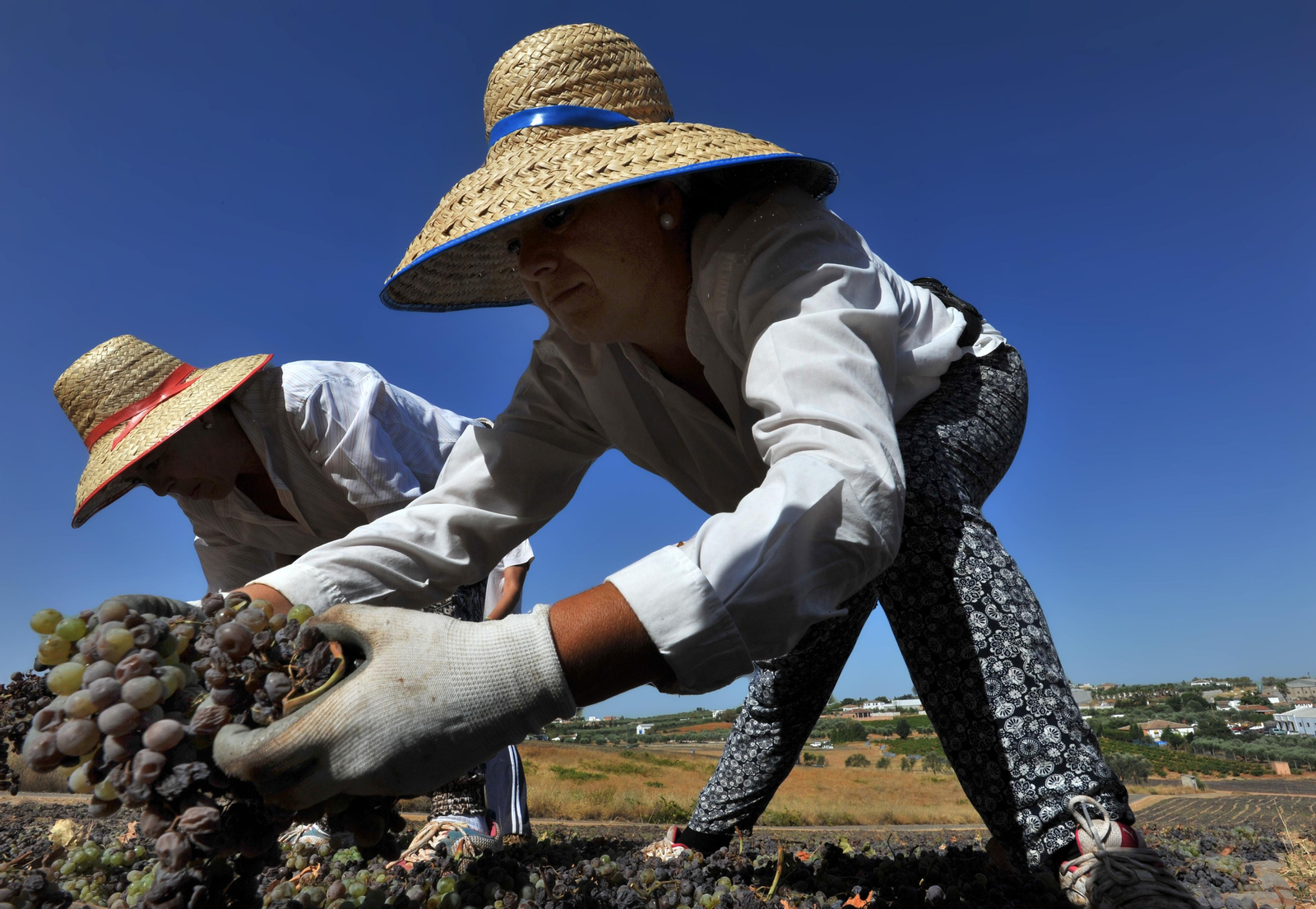Así se elabora el vino Pedro Ximénez