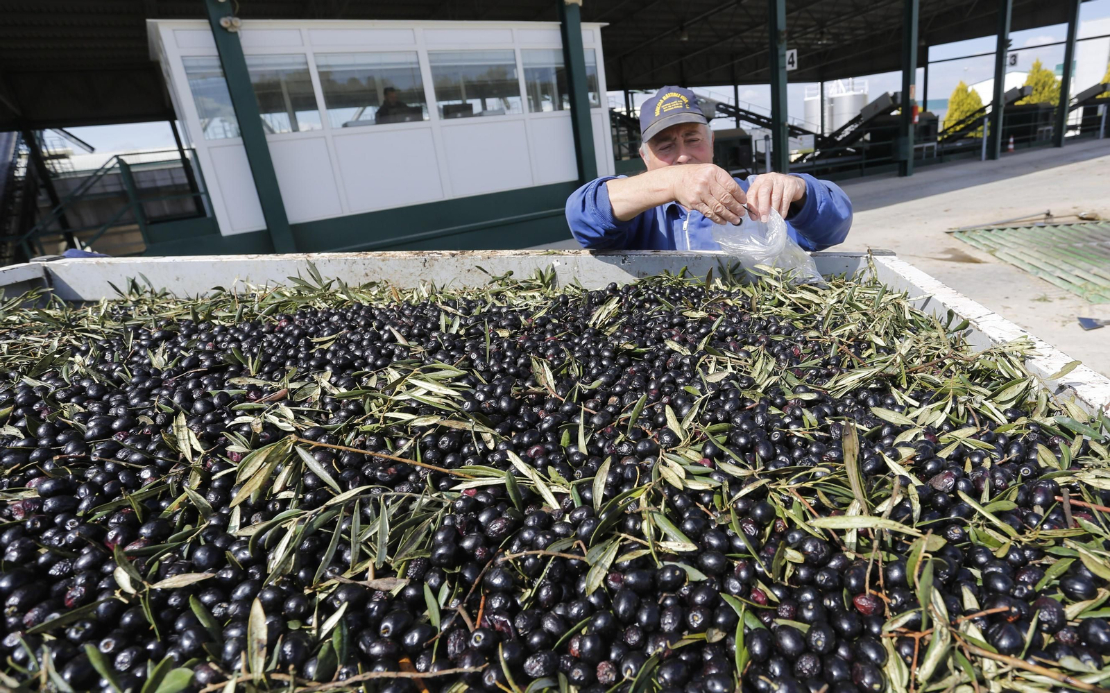 Un agricultor con aceitunas en una cooperativa de Málaga