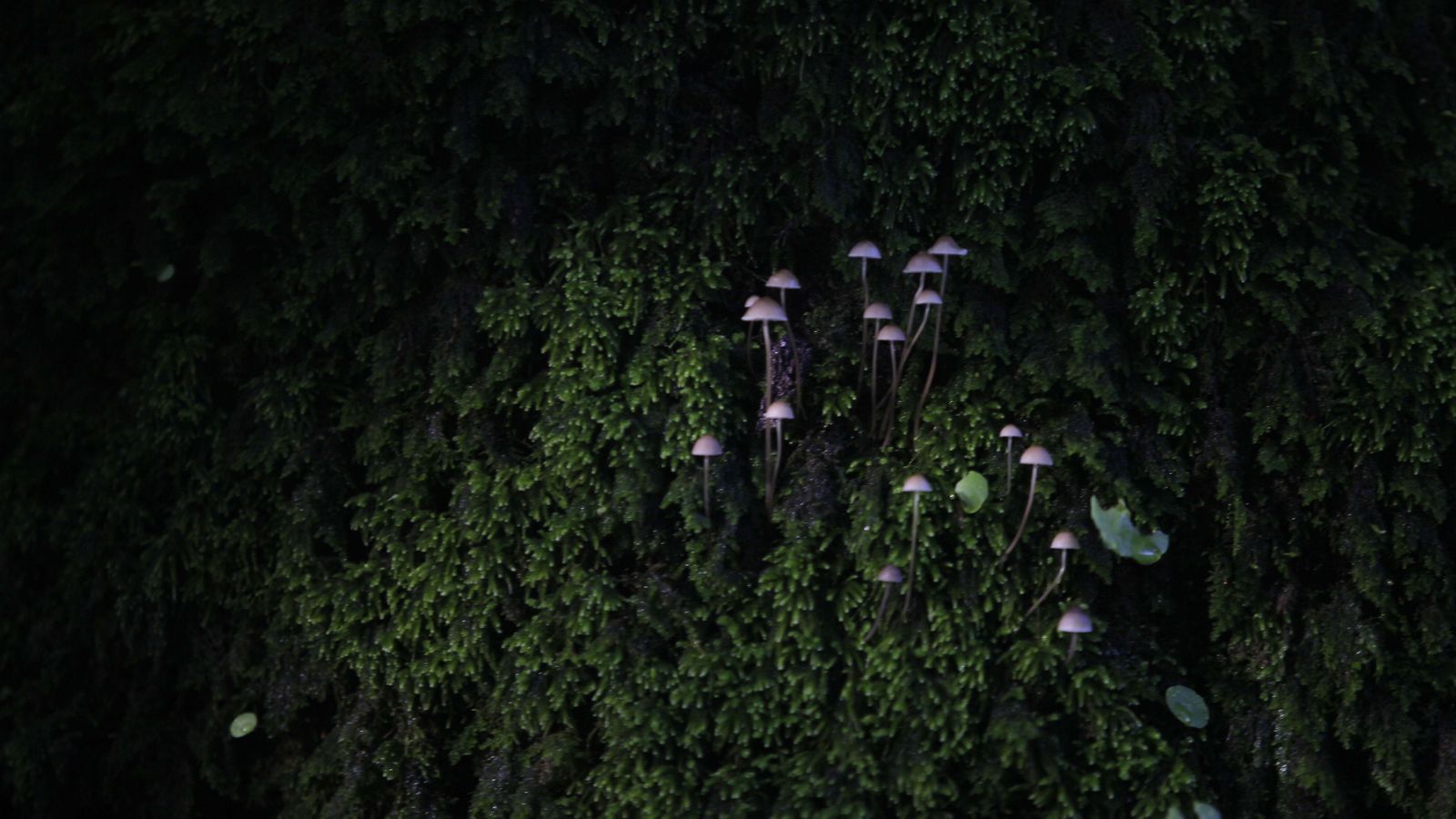 Sendero de la finca Murta en Los Barrios