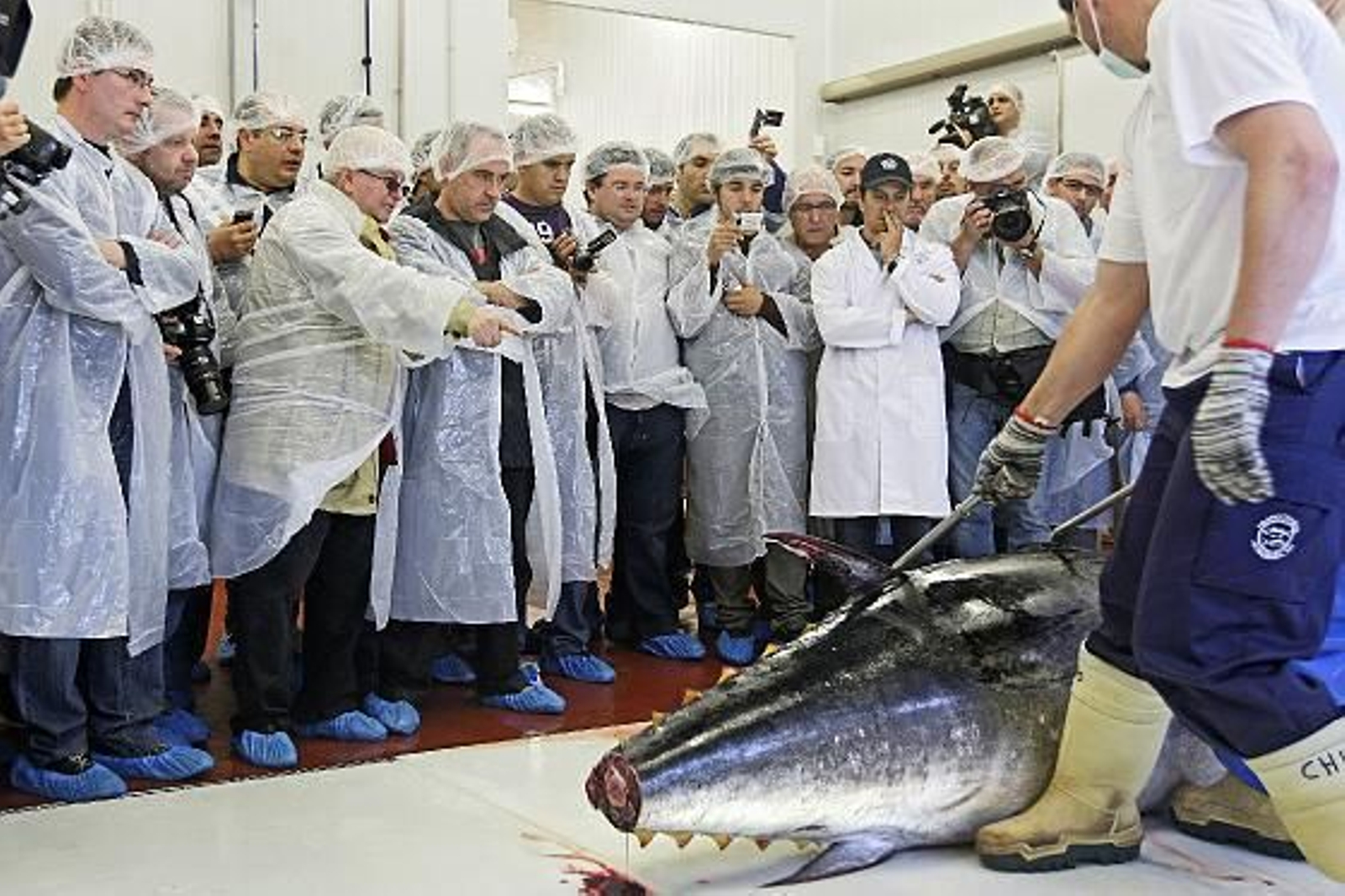 Cincuenta cocineros de elite asisten a la primera levantá en la almadraba de Barbate.

Foto: Julio Gonzalez