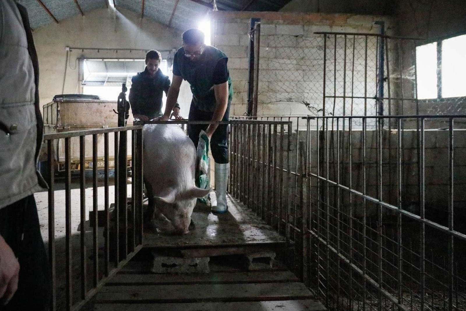 Te contamos en imágenes como son las matanzas en Chirivel