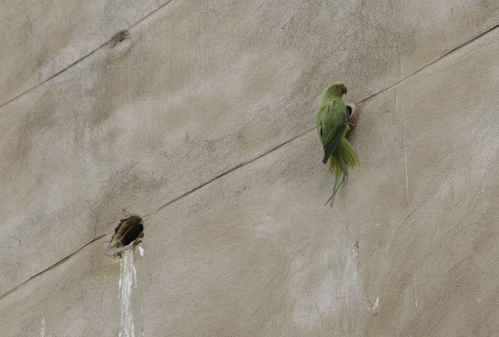 Castillo de Bonsor. Mairena del Alcor