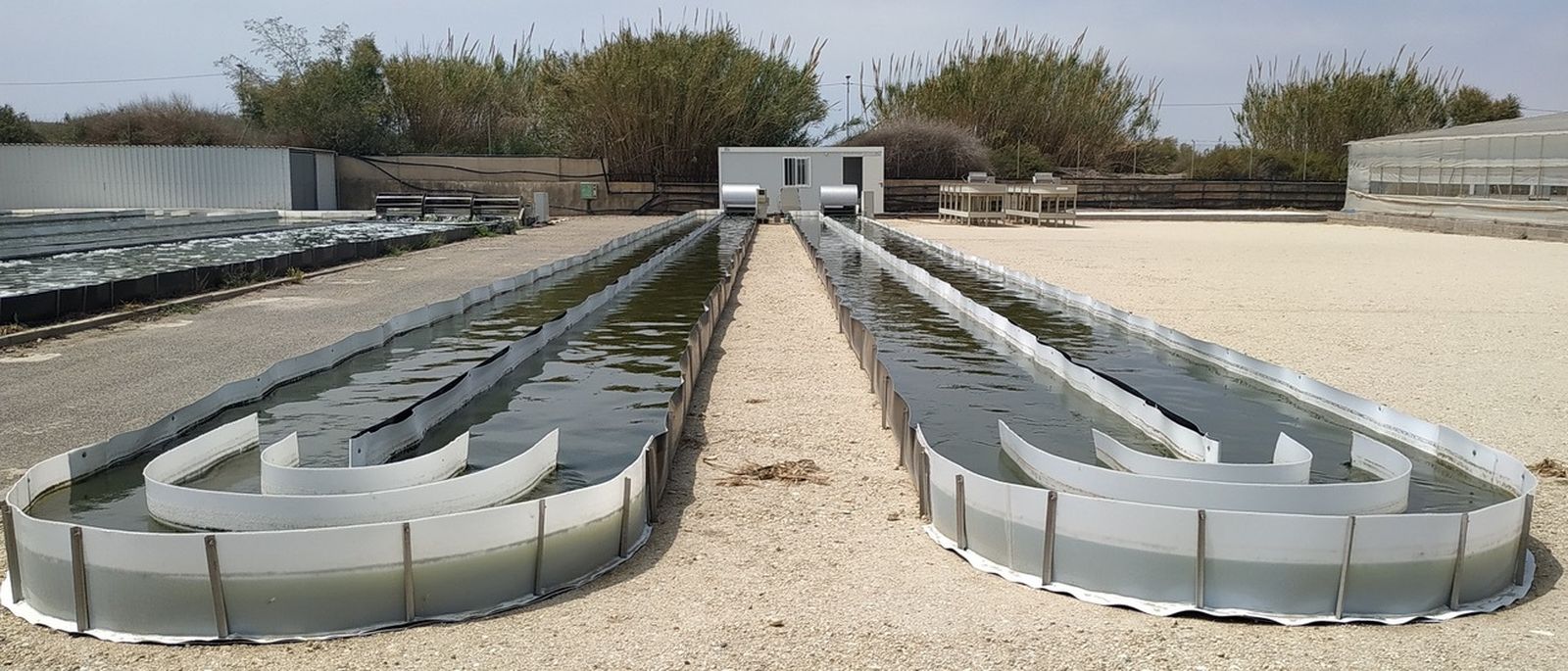 Sistemas de cultivo de algas tipo Raceway en Almería.