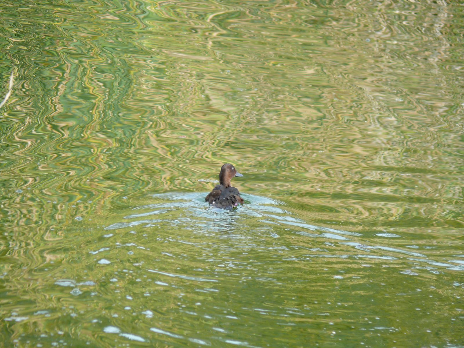 Las imágenes de la suelta de fochas cornudas y porrones pardos