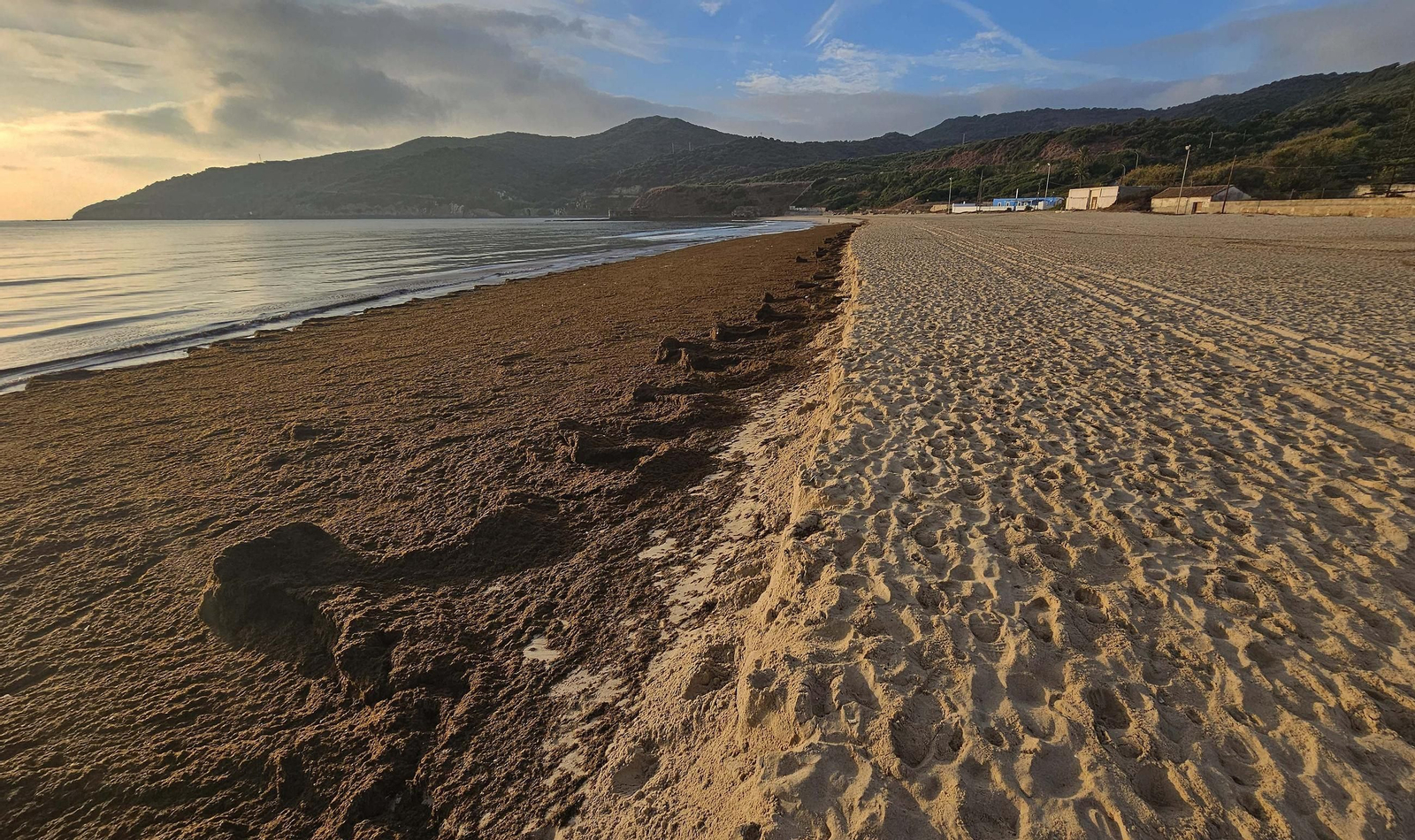Fotos del nuevo arribazón de alga asiática en la playa de Getares de Algeciras