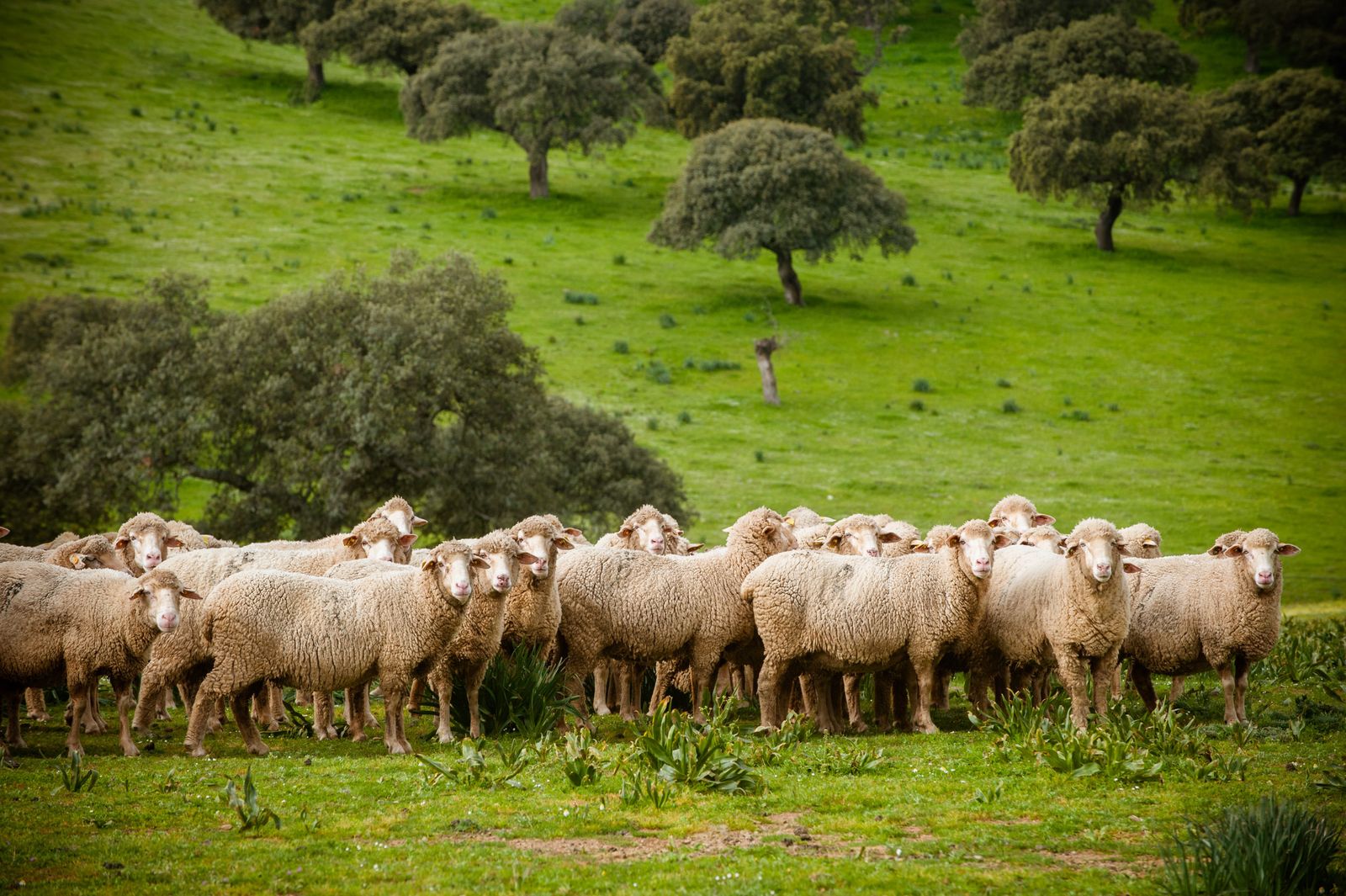 ¡Es la hora del cordero!