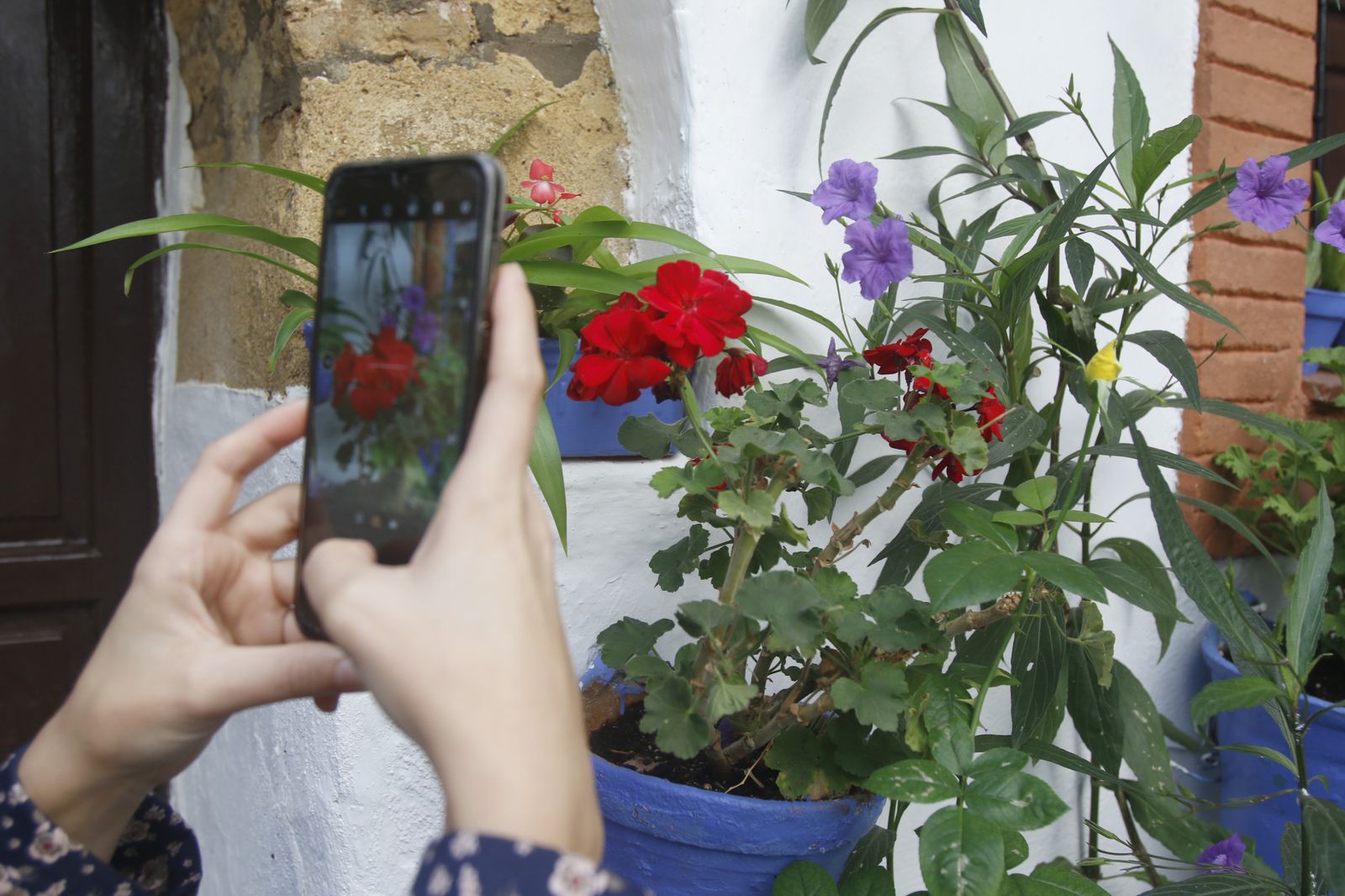 Las fotografías de los Patios de Córdoba en otoño
