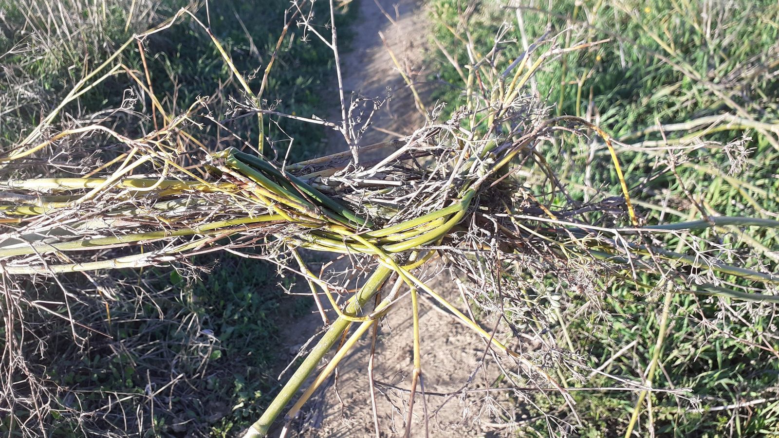 Detalle del matorral entrecruzado y tensado.