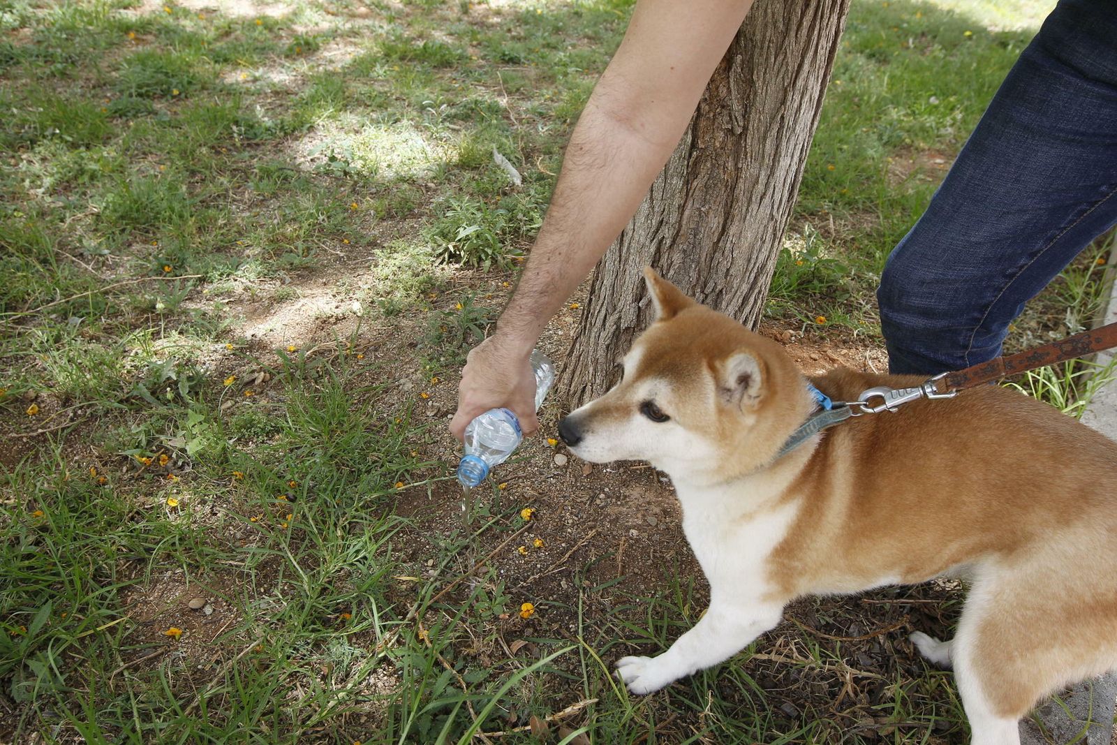 Un propietario retira los restos de micción de su perro empleando agua mezclada con vinagre