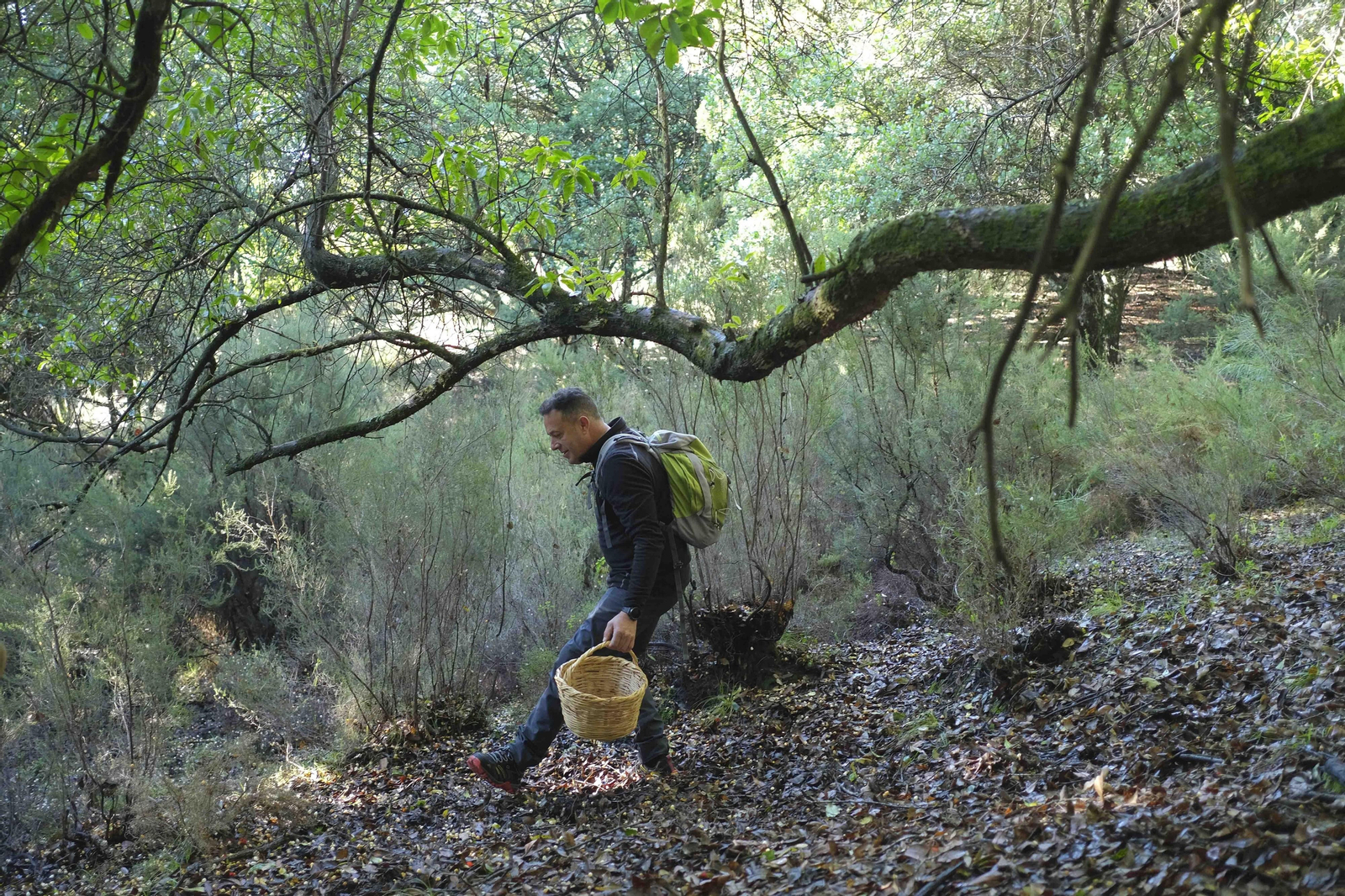 Mocología de la Serranía de Ronda, en fotos.