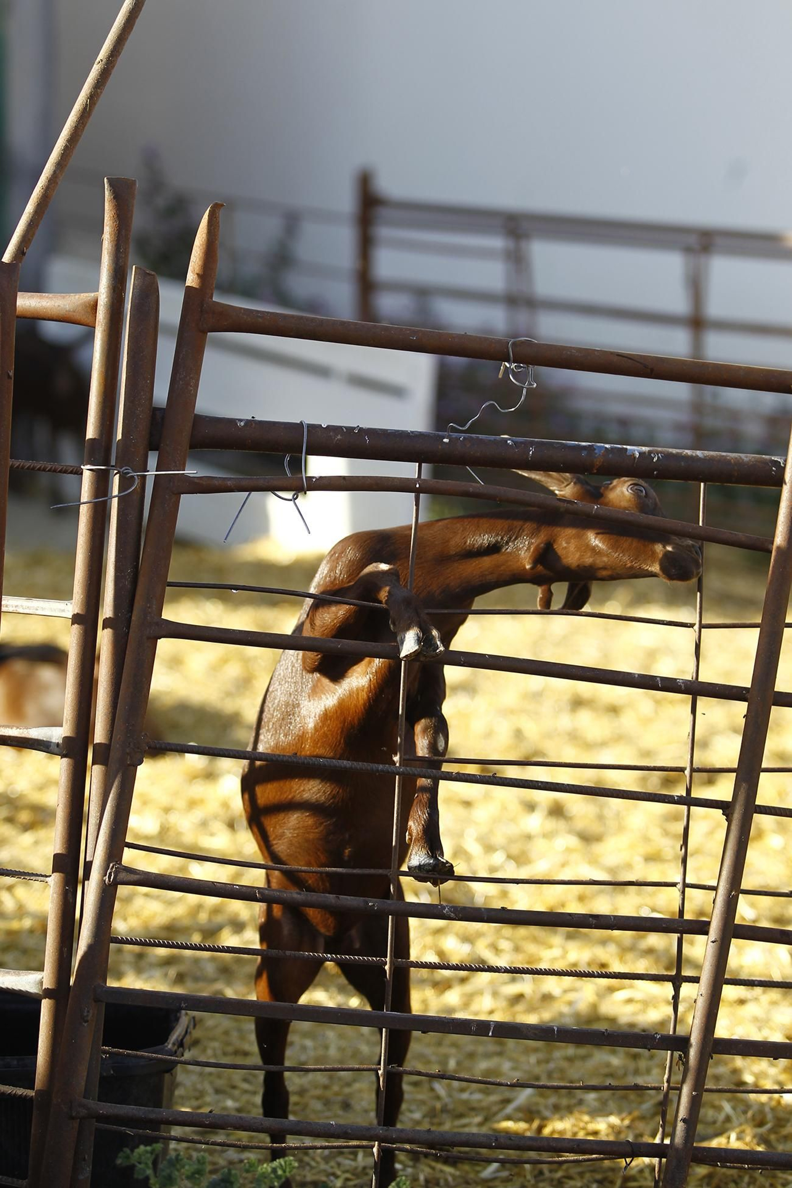 Cati Guirao, una ganadera hecha a sí misma, en imágenes
