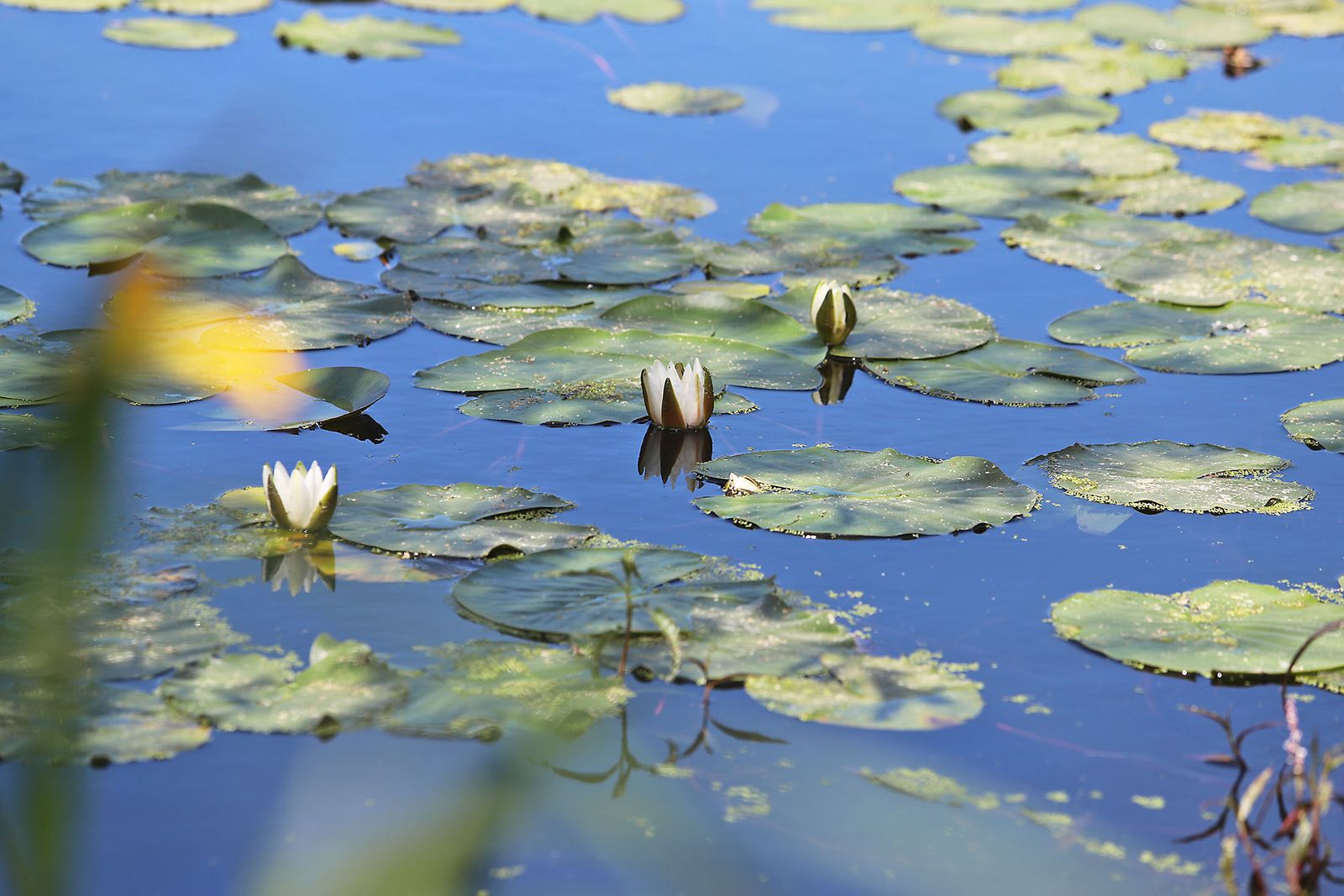 El presidente de la Junta de Andalucía Juanma Moreno visita la Laguna Primera de Palos (Huelva)
