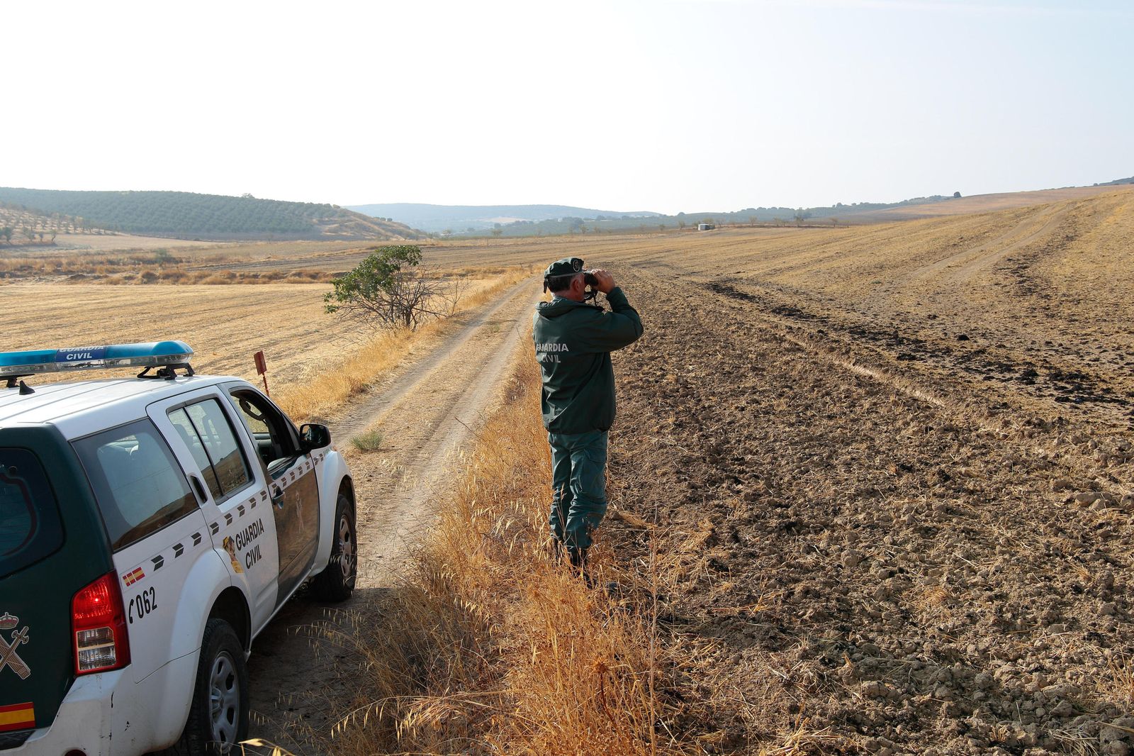 Así busca el Seprona de Granada a la pantera o el gato grande de Ventas de Huelma