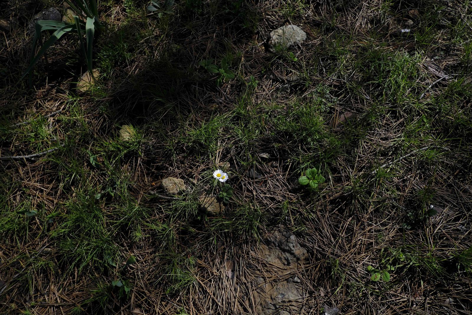 Así se recupera Sierra Bermeja tras el incendio (fotos)