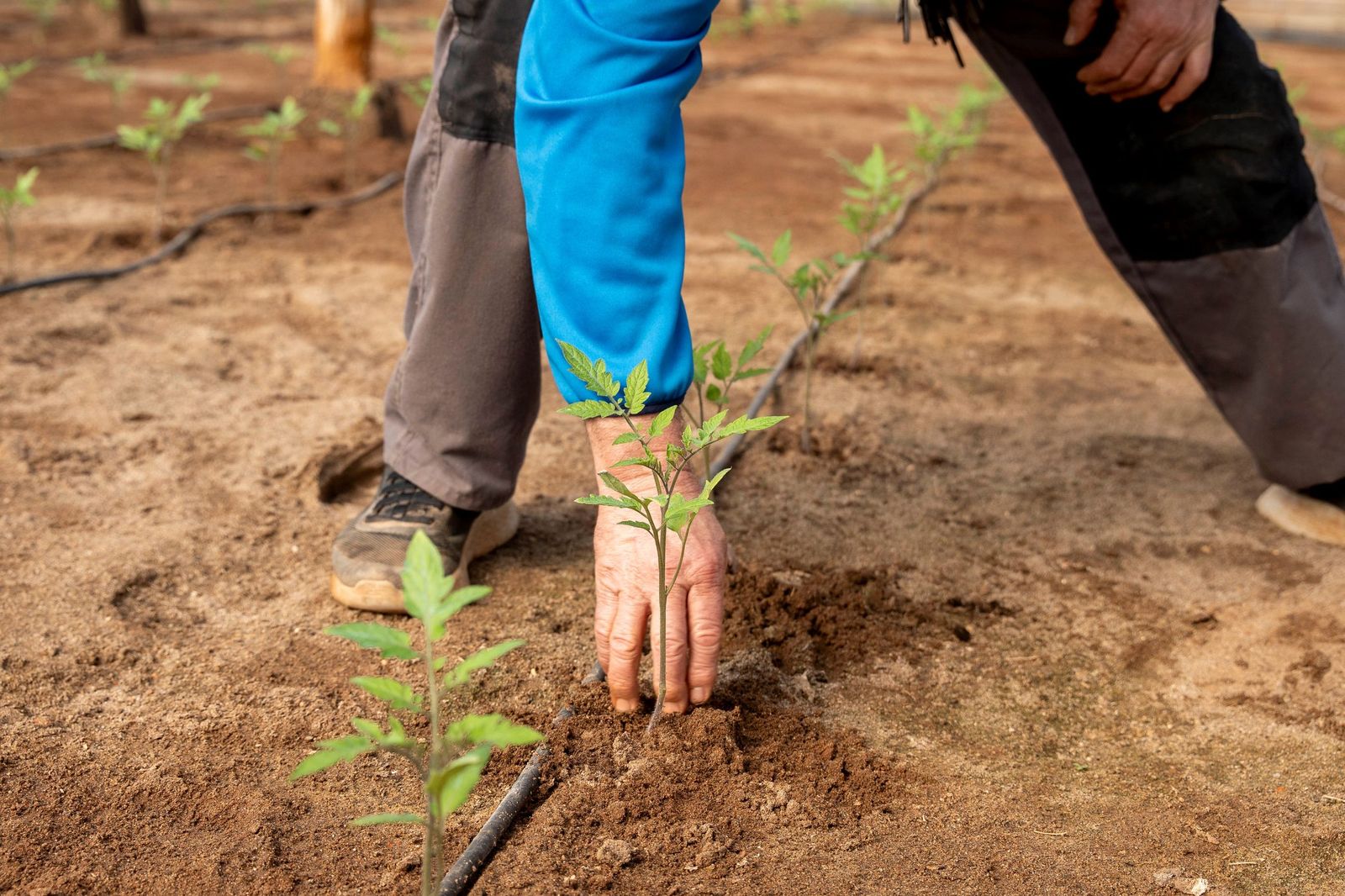 La campaña de primavera ya ha comenzado en el campo andaluz, con plantaciones de tomate, sandía y melón.