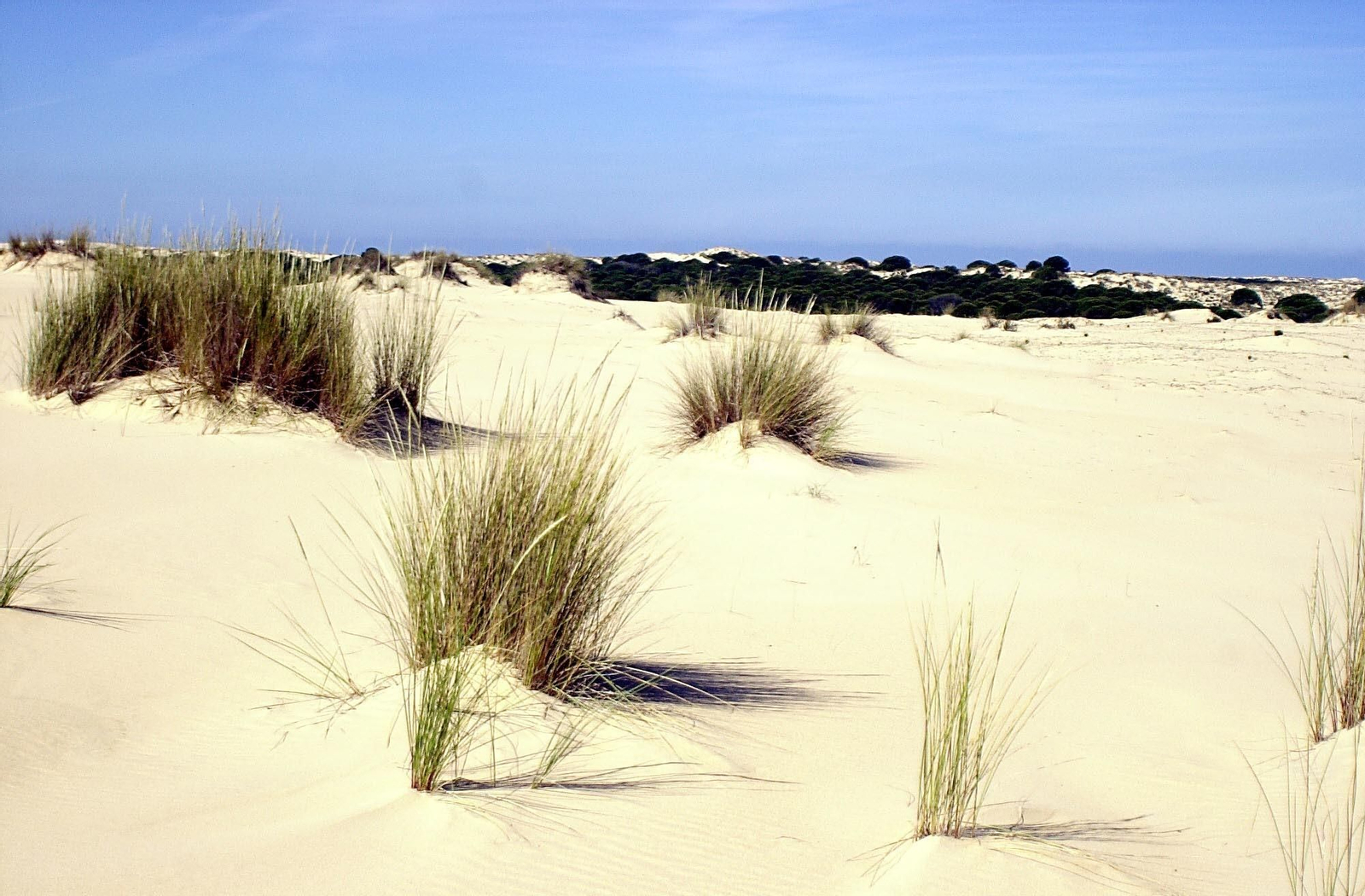 Dunas de Doñana. Dunas de Doñana.