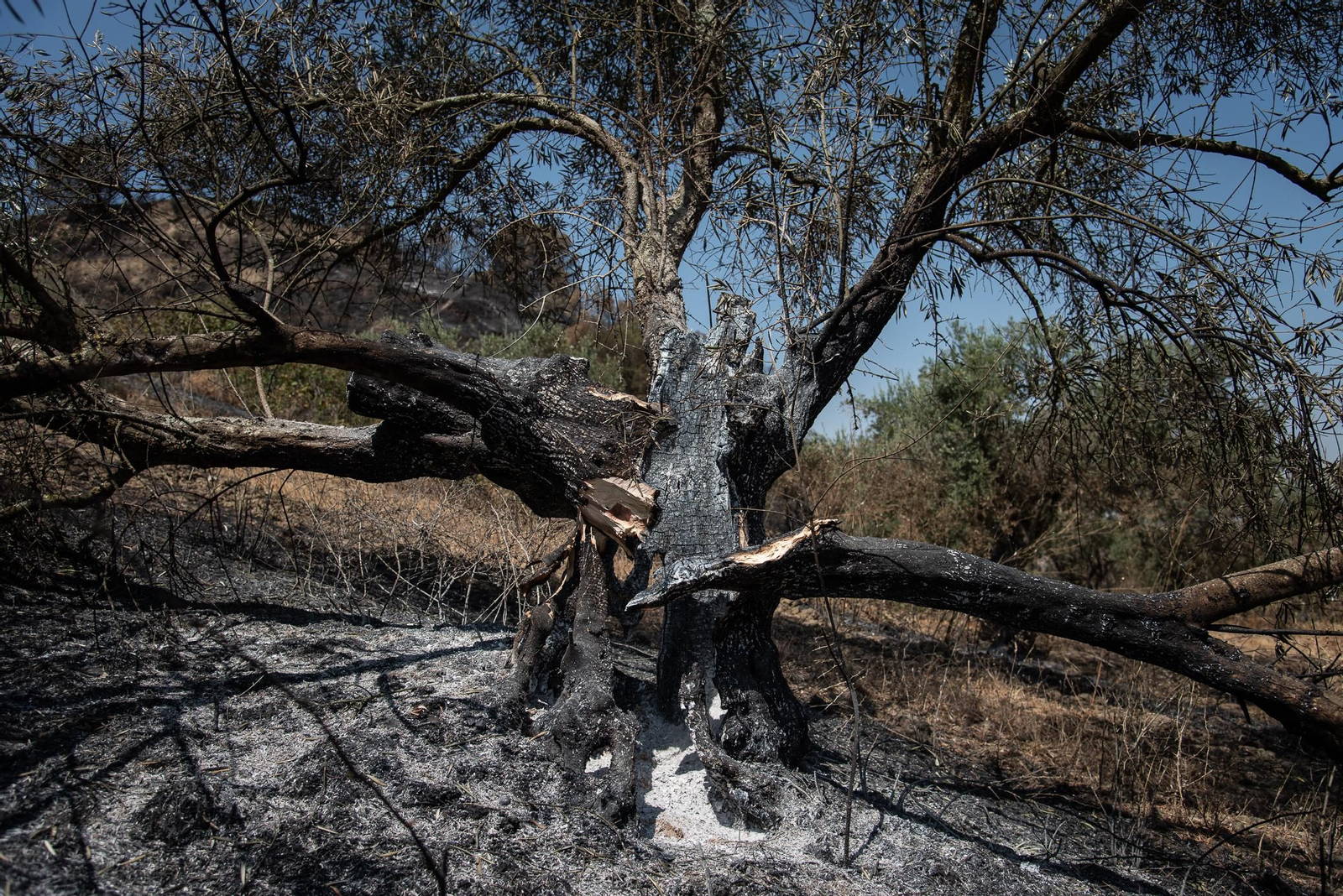 Imágenes de los destrozos causados por el incendio de Lucena del Puerto