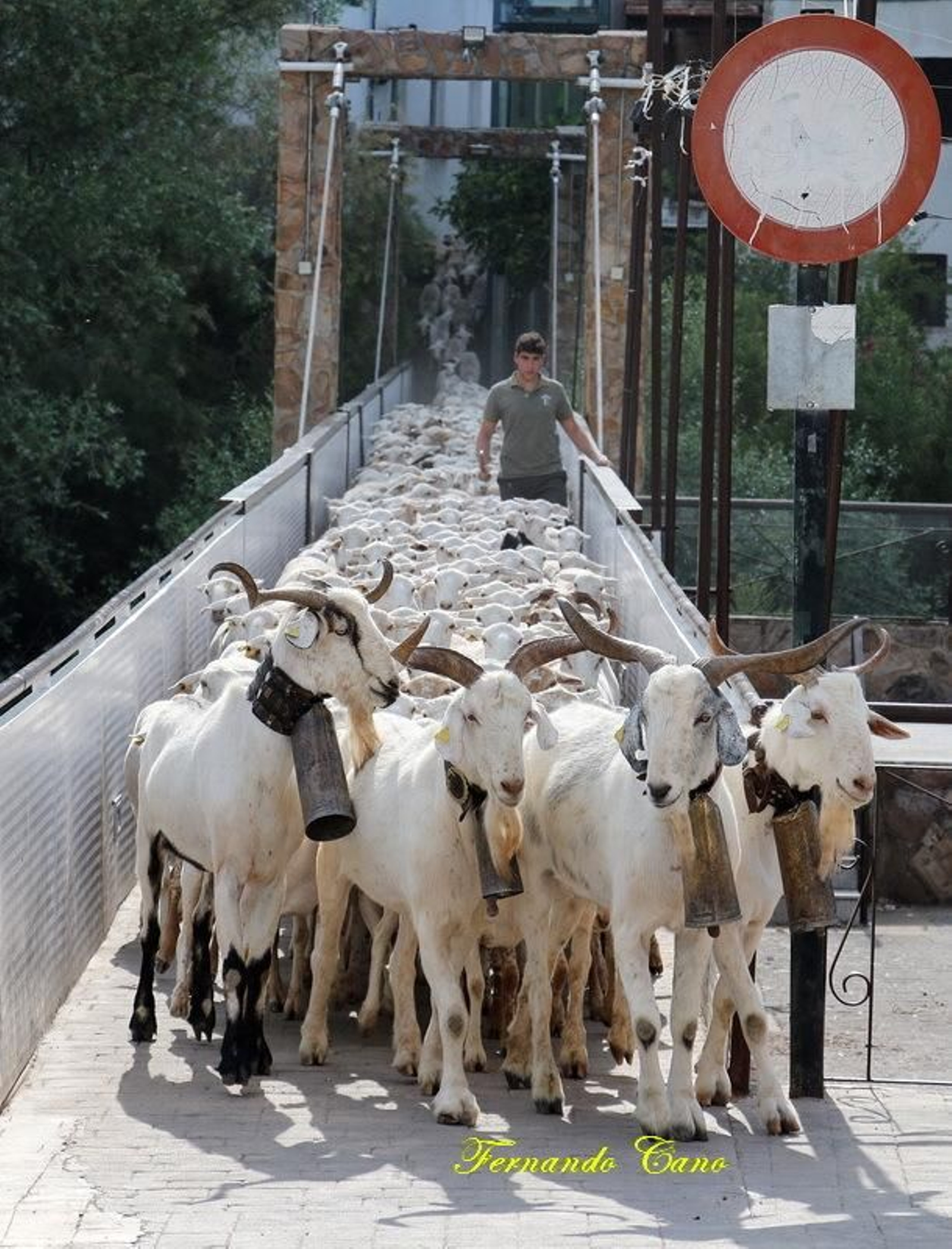 Las reses del ganadero Pablo Espinar hacen la trashumancia a su paso por Mogón.